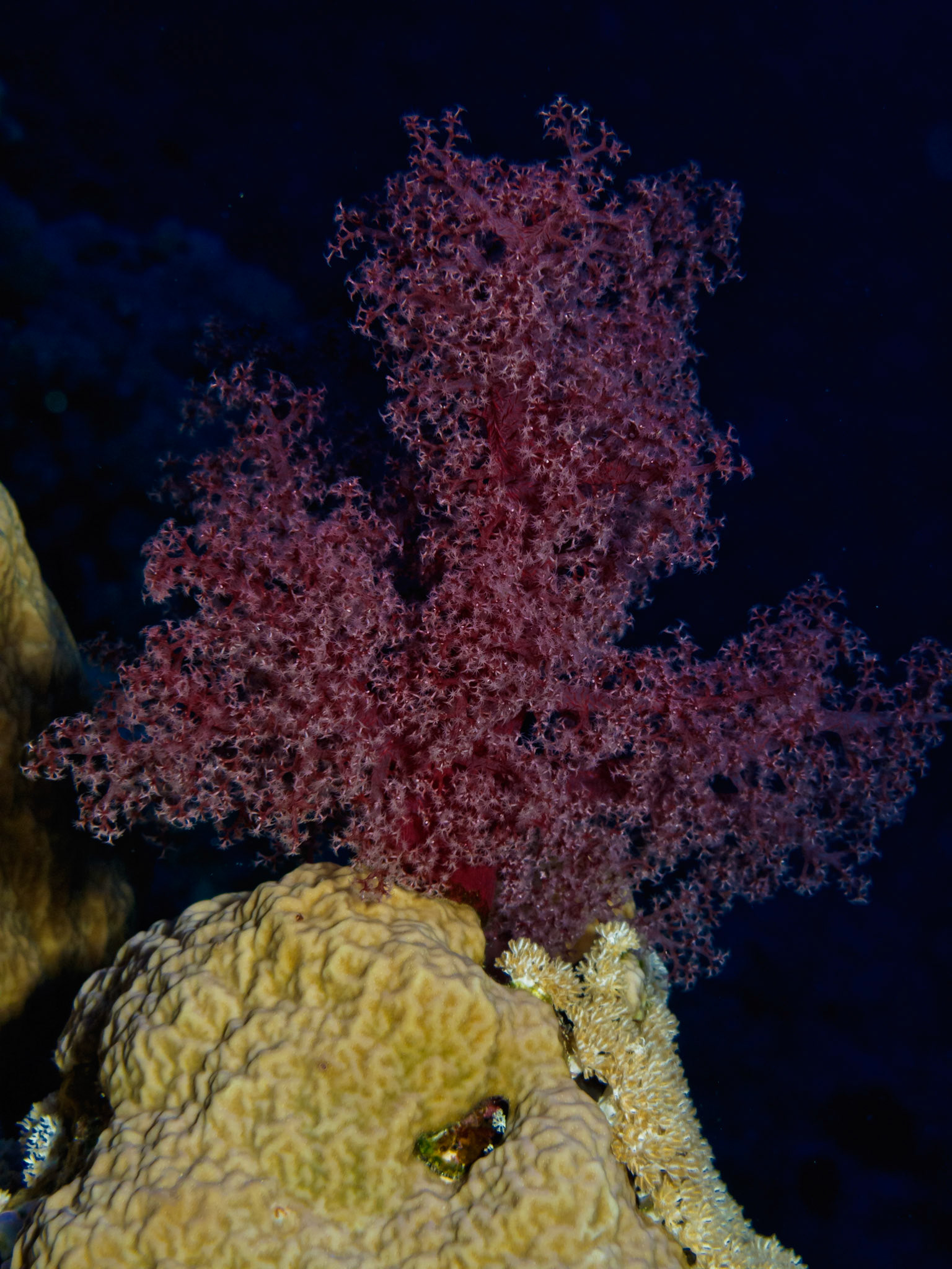Soft Coral