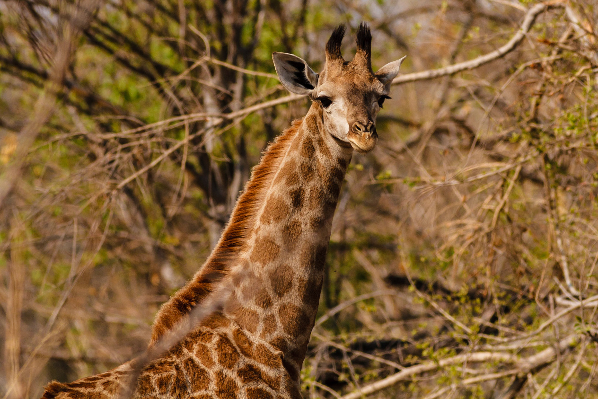 Giraffe