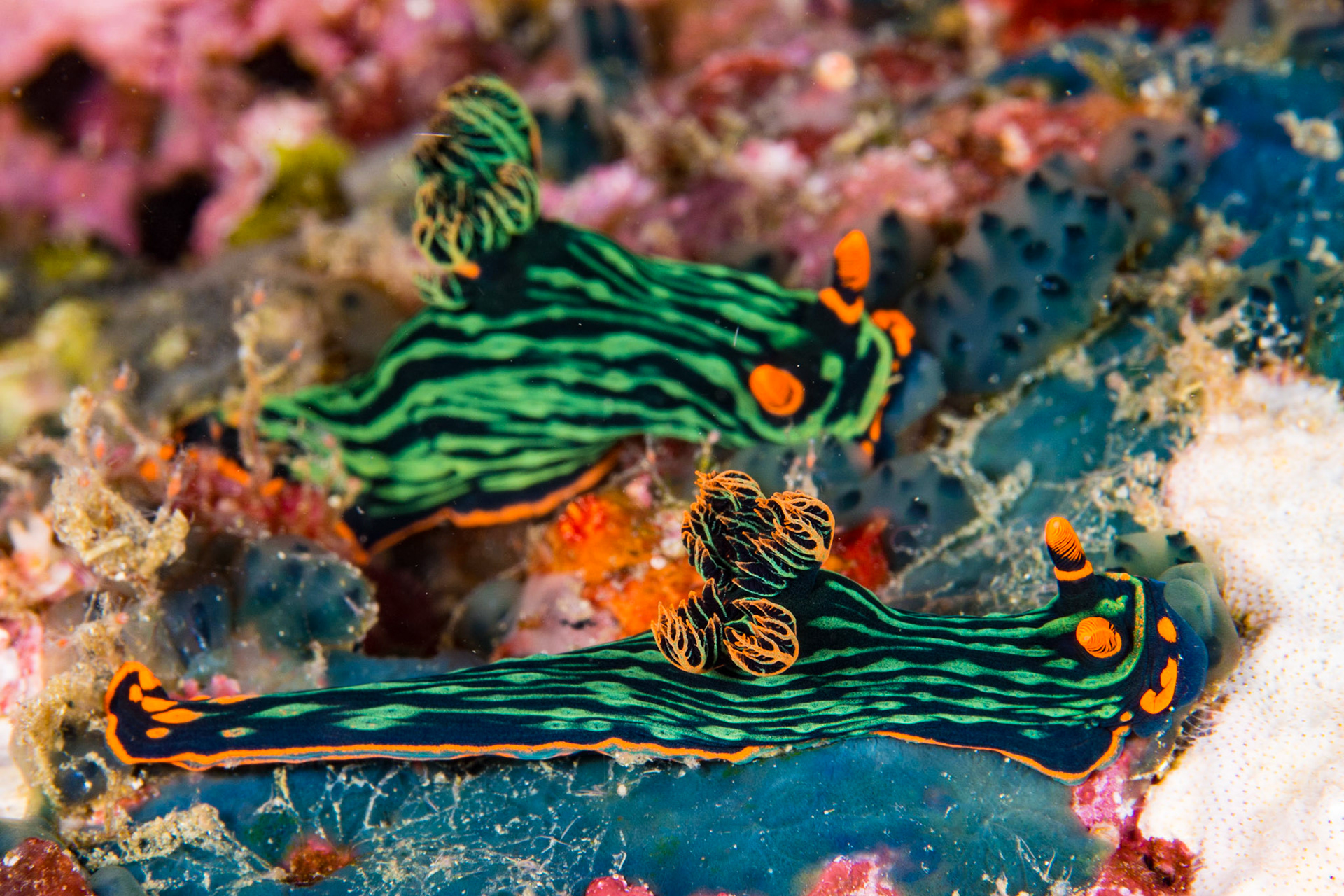 Nemobratha kubaryana