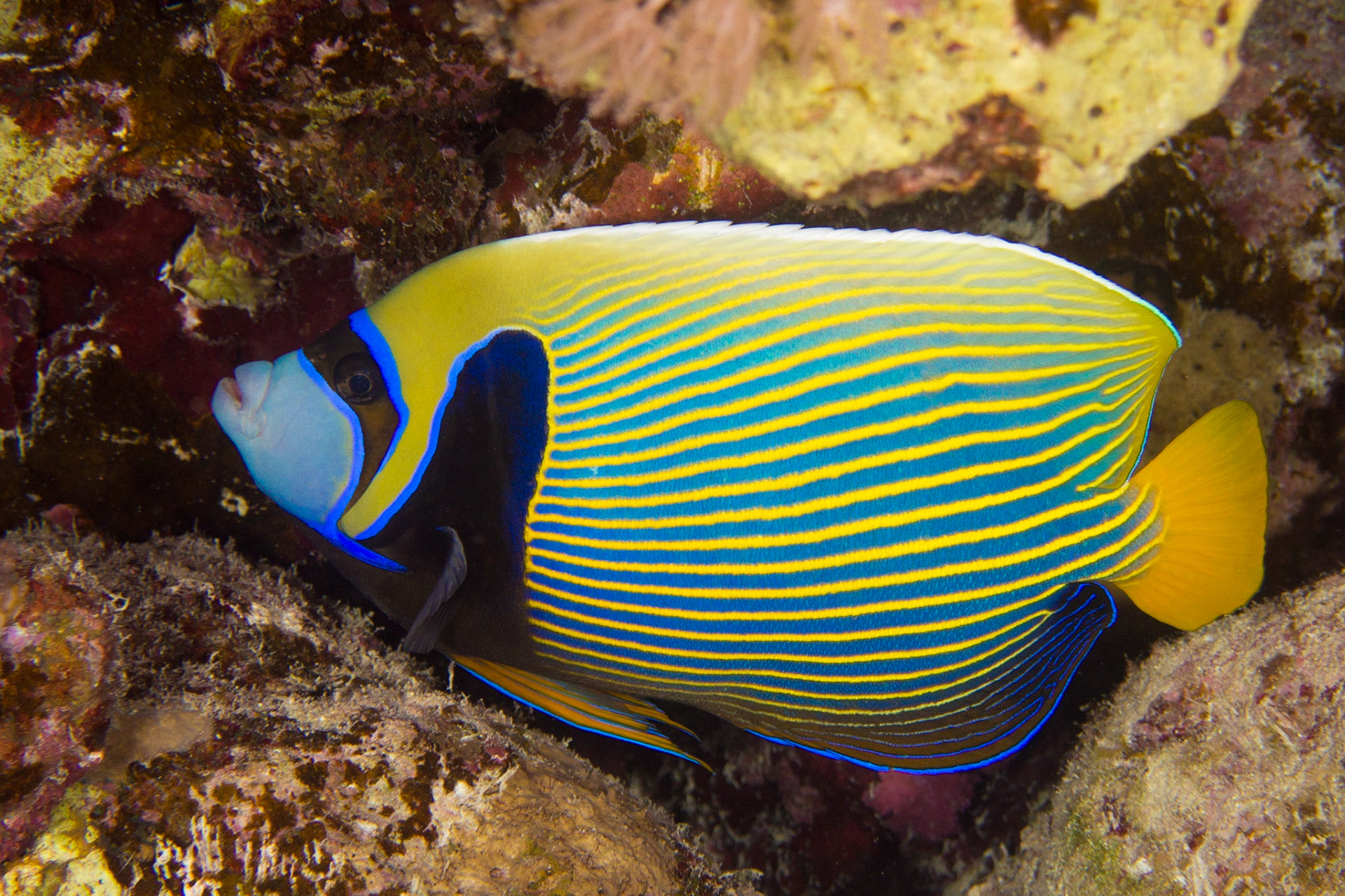 Emperor Angelfish
