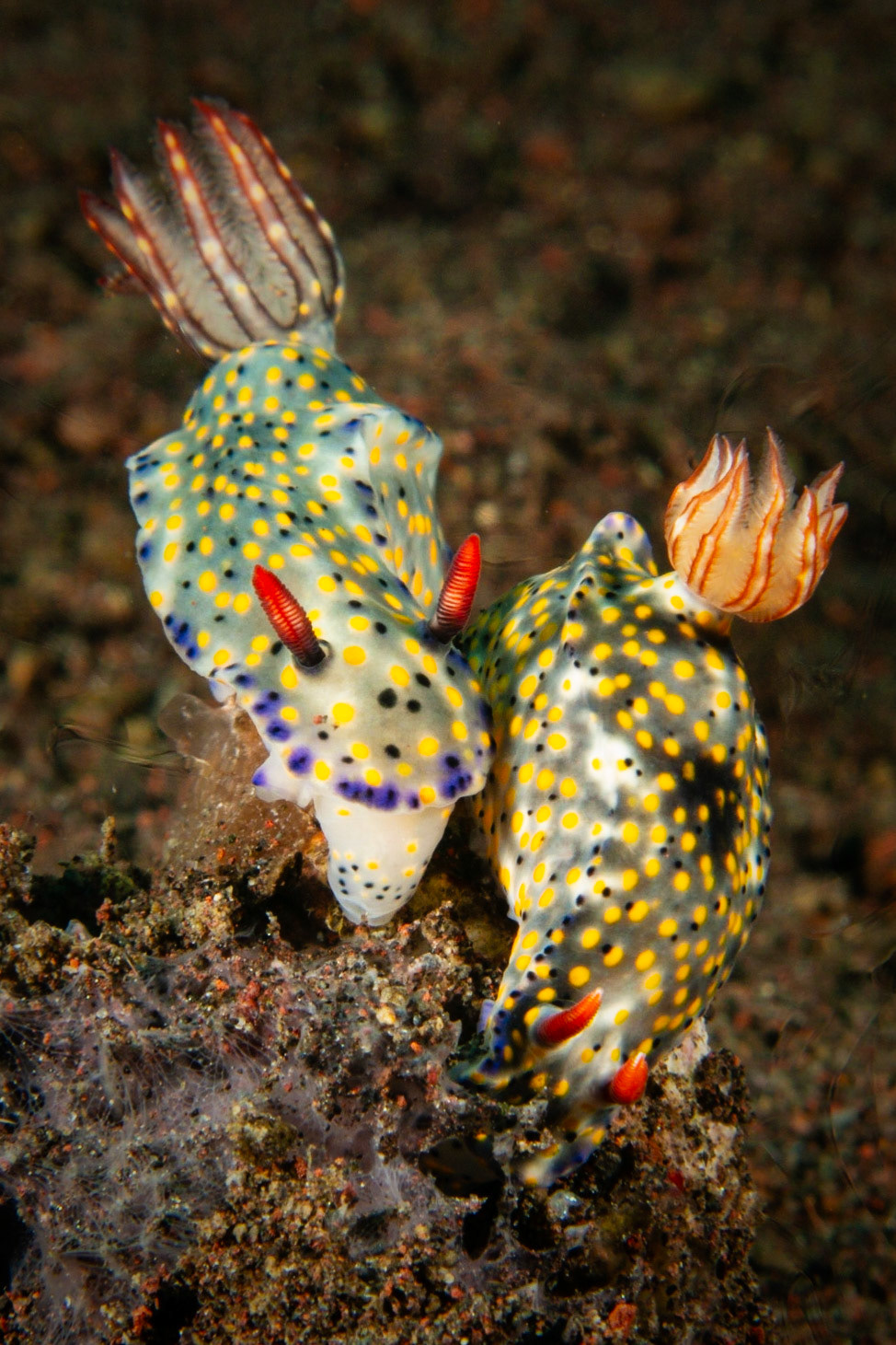 Hypselodoris kanga