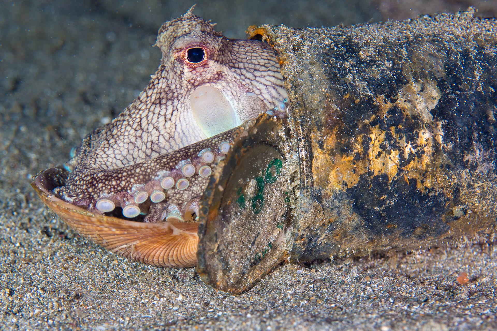 A Coconut Octopus hiding in a tin can
