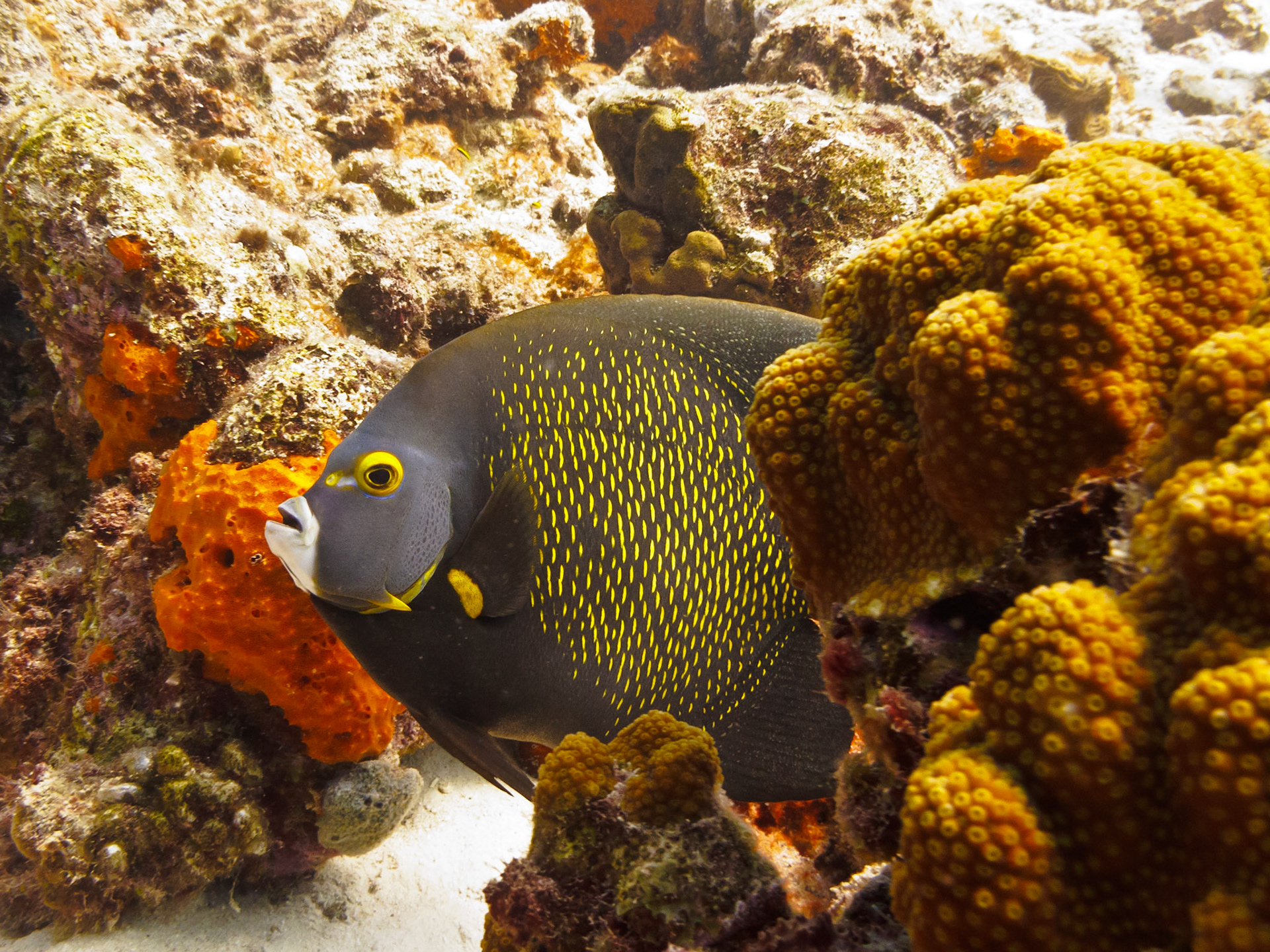 French Angelfish
