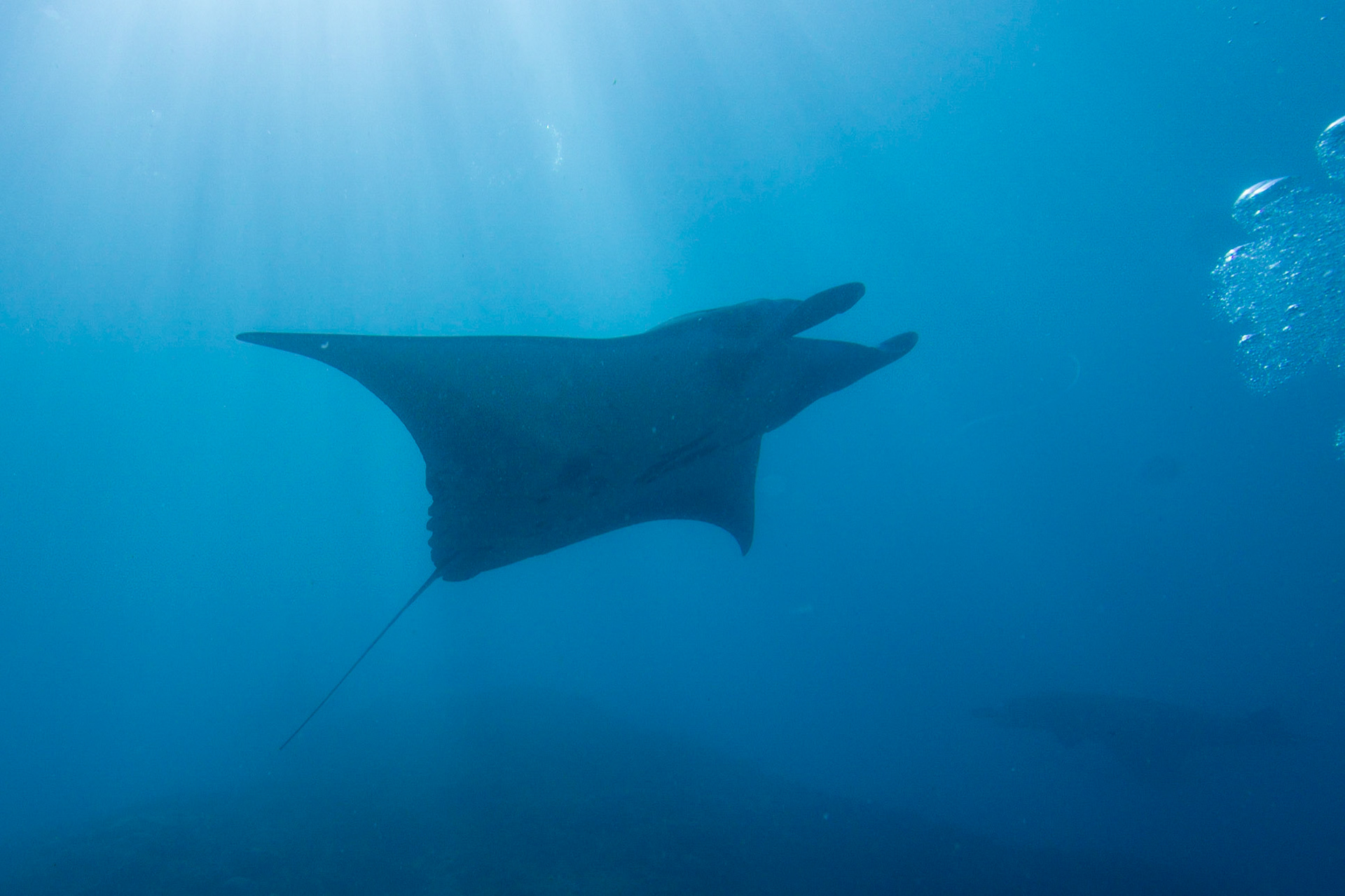 Reef Manta Ray