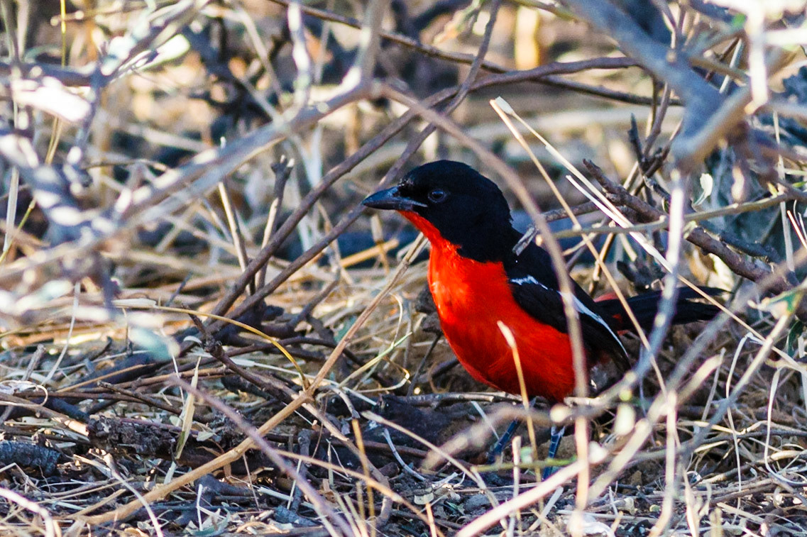 Crimson-breasted Shrike