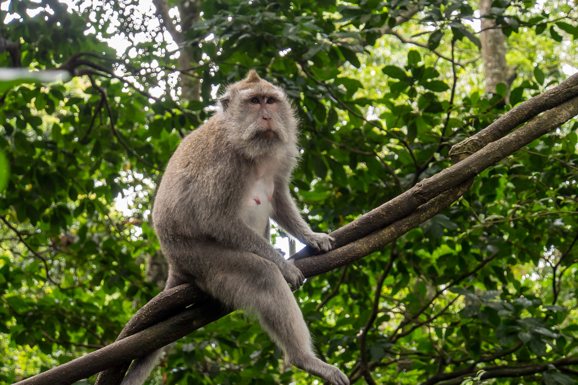Crab-eating Macaque