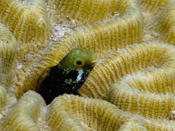 Secretary Blenny