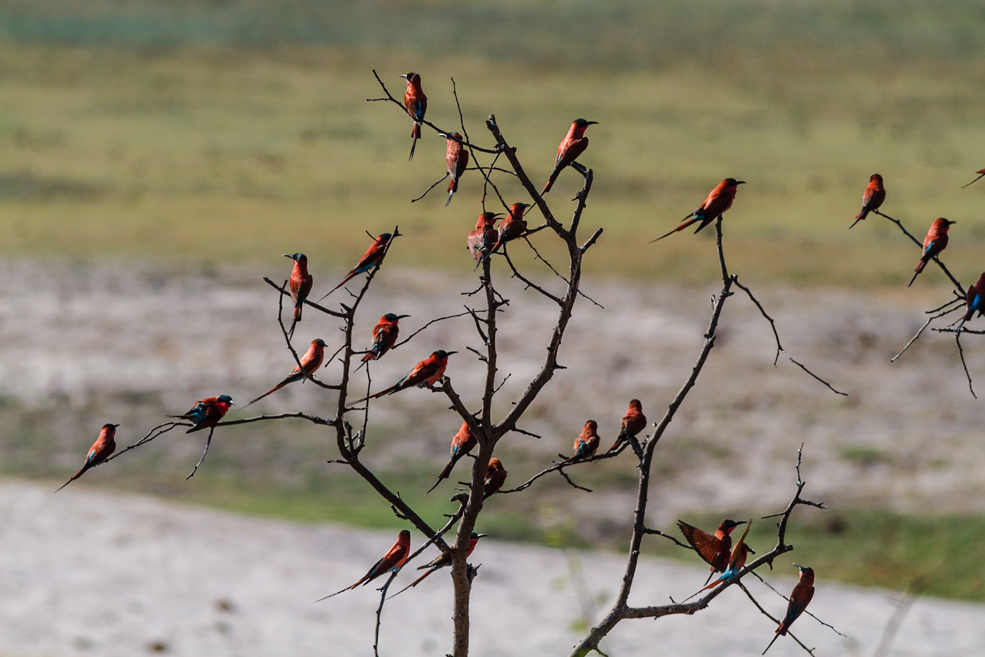 Southern Carmine Bee-eater