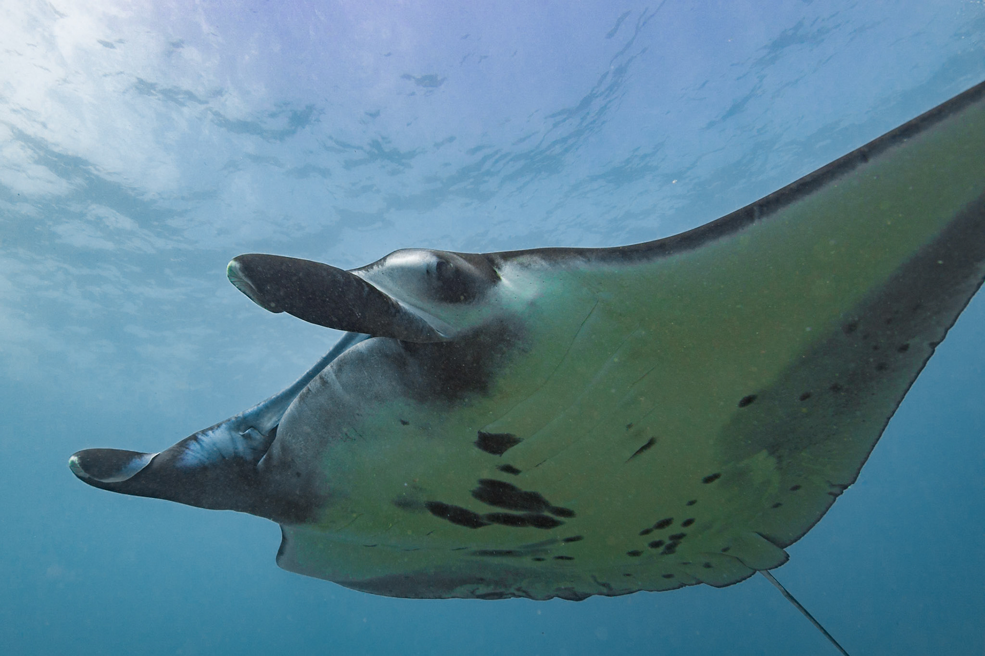 Reef Manta Ray