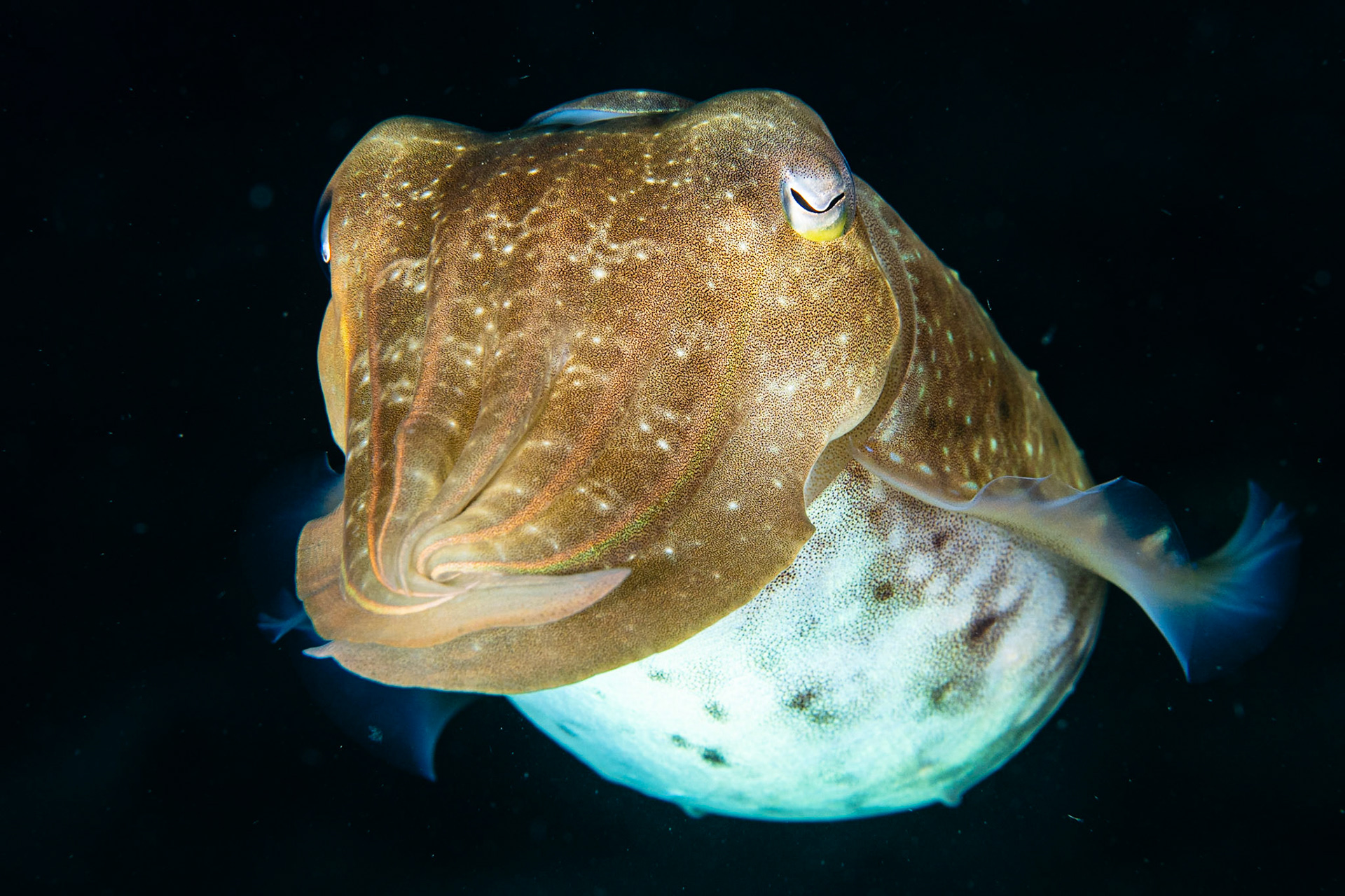Broadclub Cuttlefish