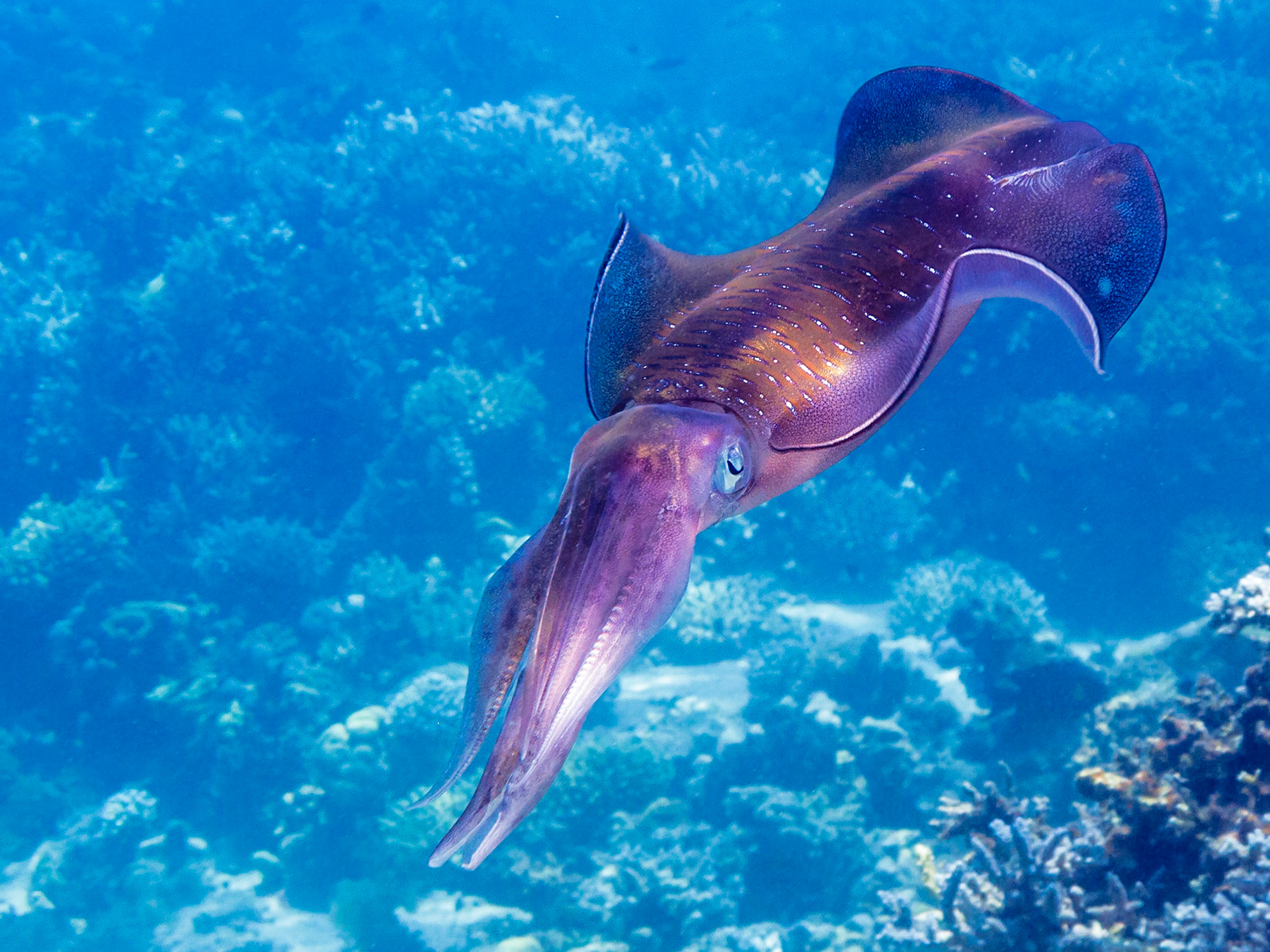 Common Reef Squid