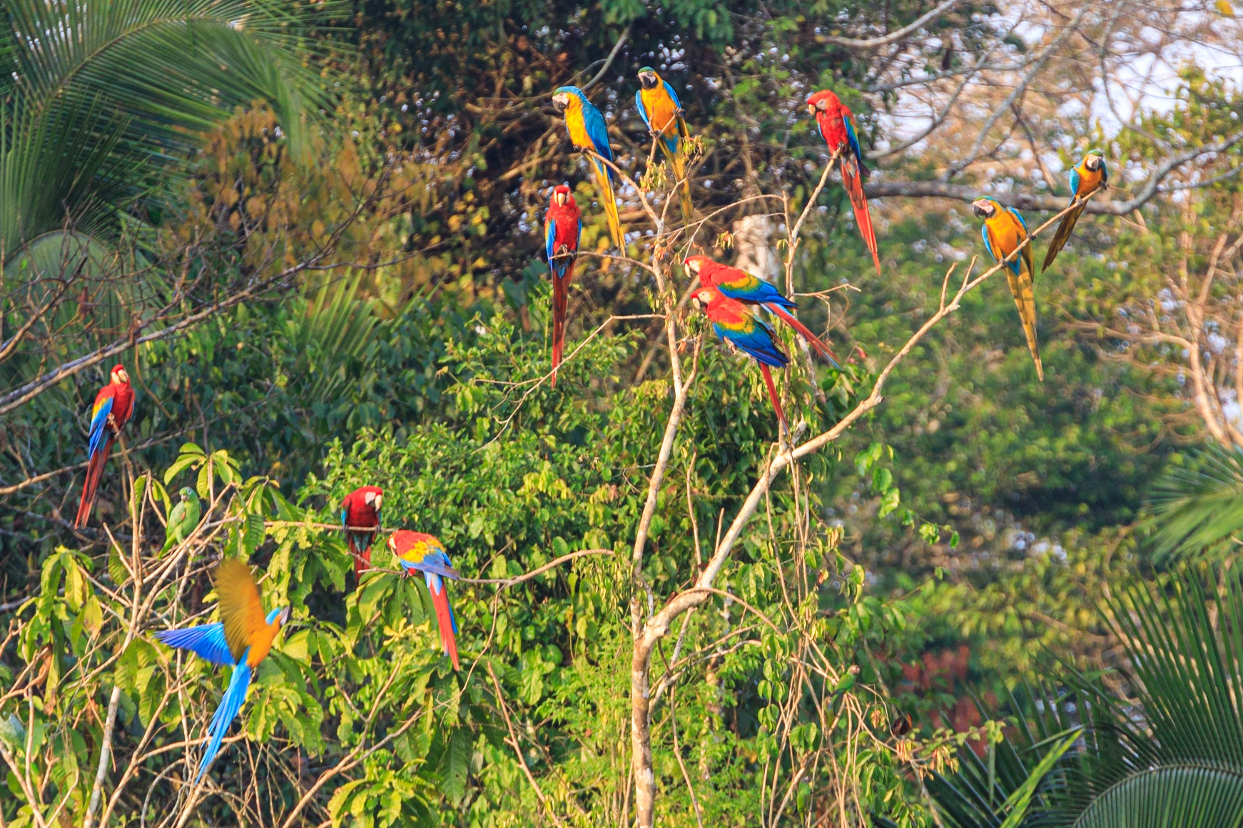 Blue-and-yellow Macaw and Scarlet Macaw