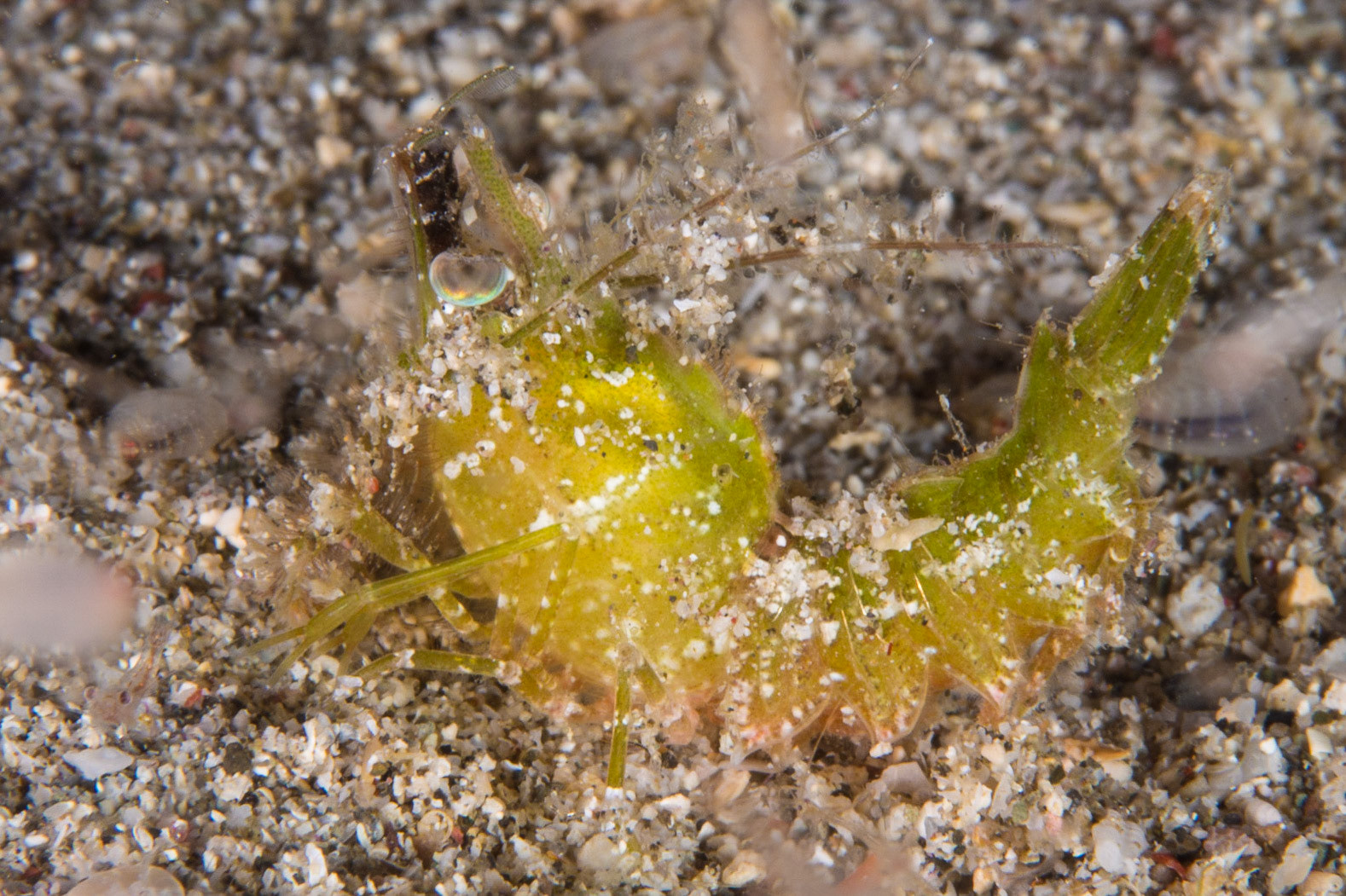 Inshore Hairy Shrimp