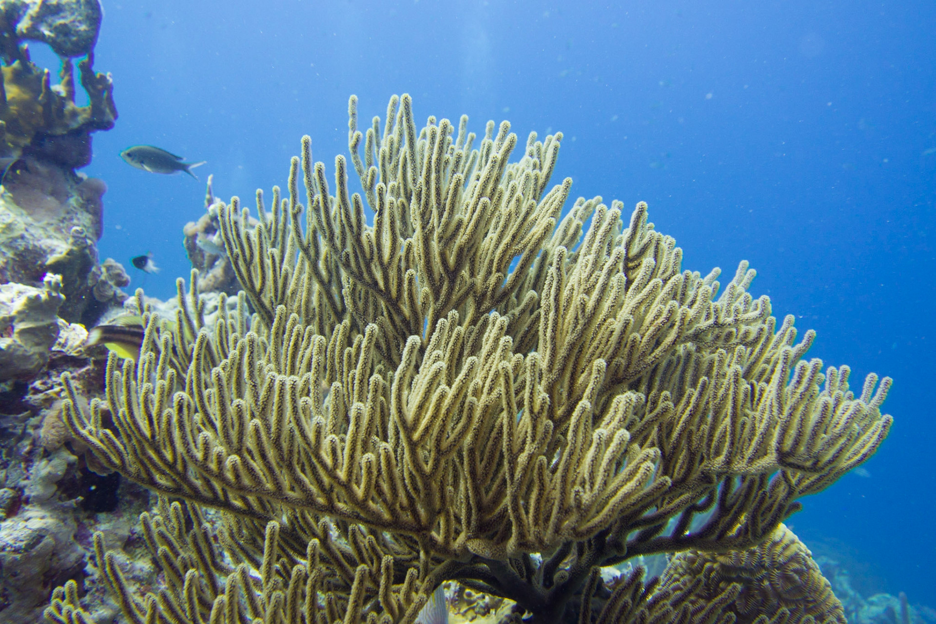 Sea Rods