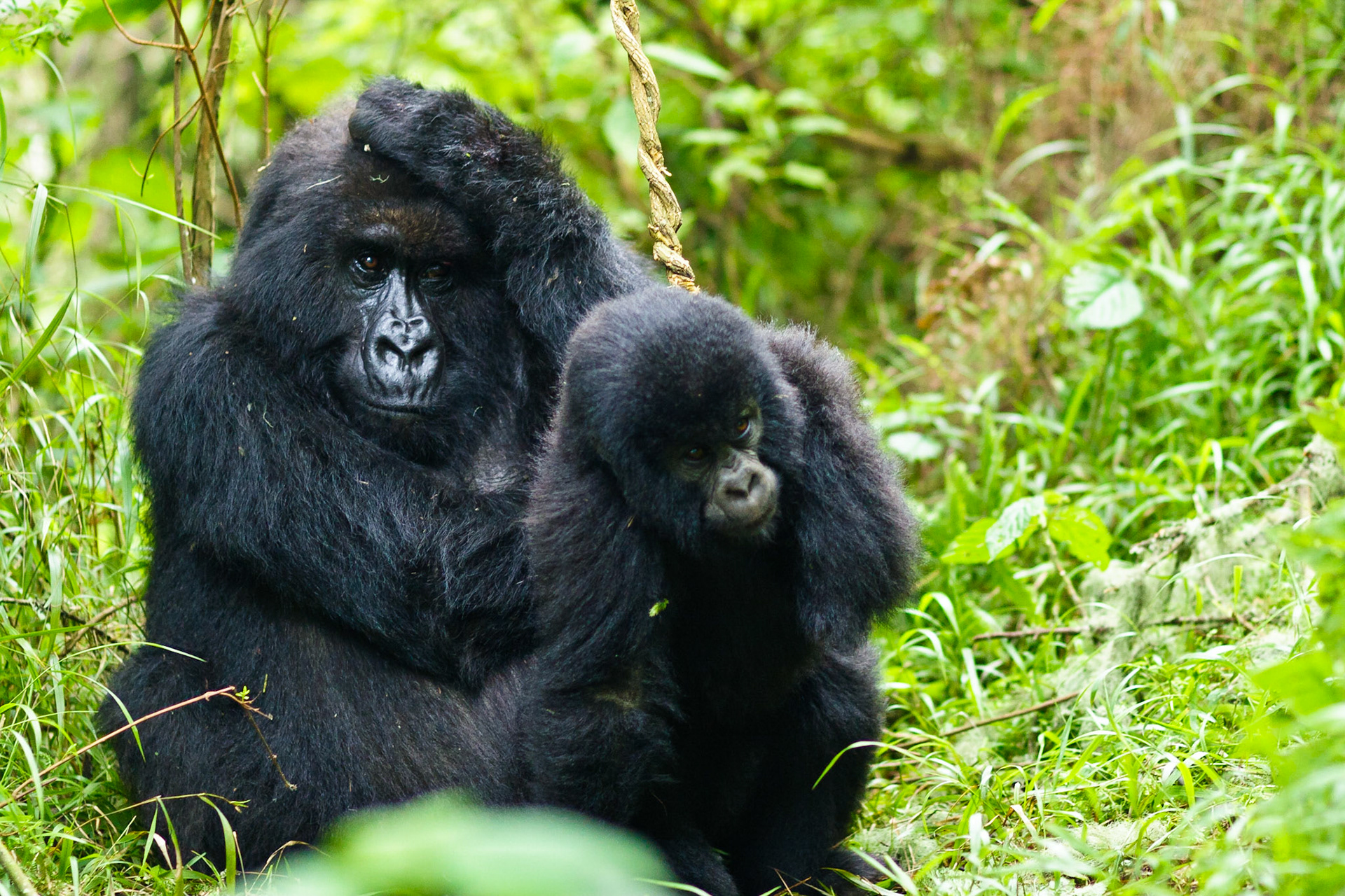 Umubano Mountain Gorilla group, Parc de Volcans Rwanda