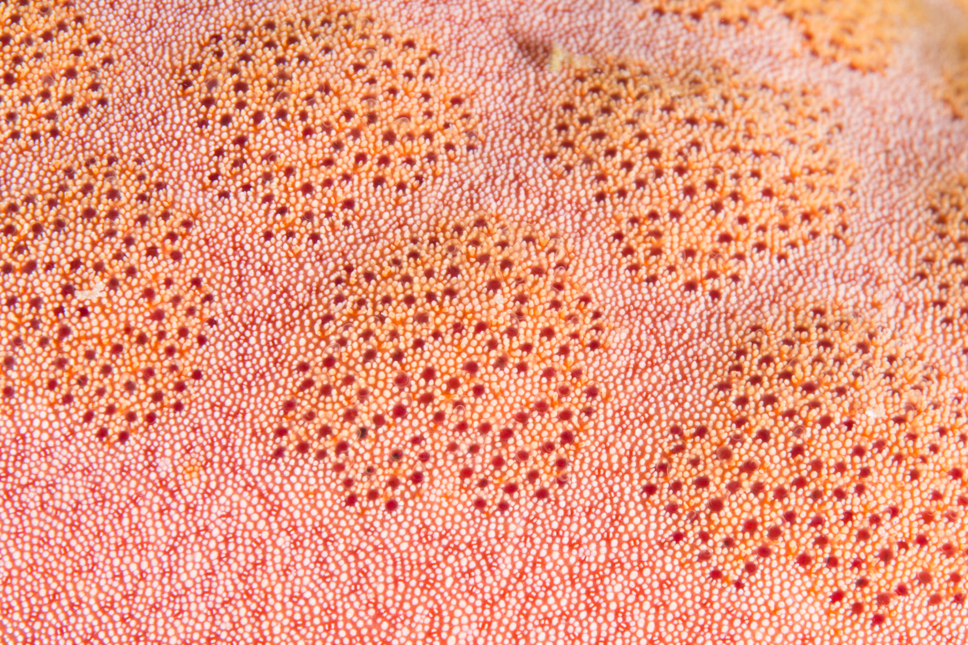Granular Sea Star