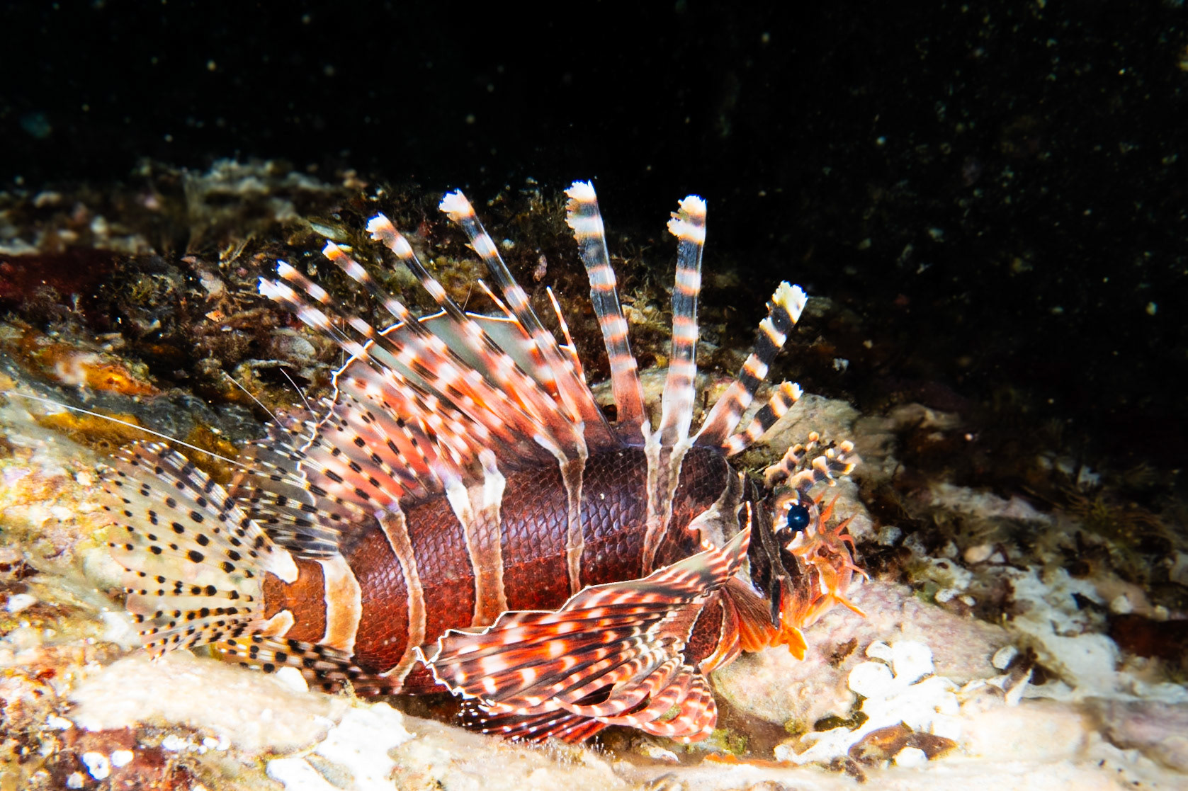 Zebra Lionfish