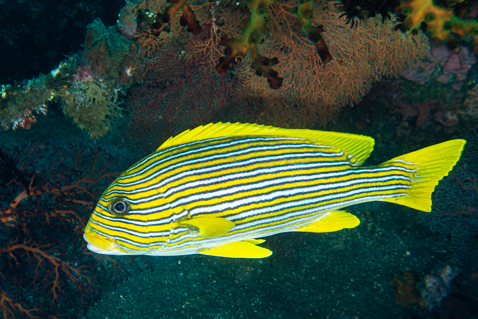 Ribbon Sweetlips