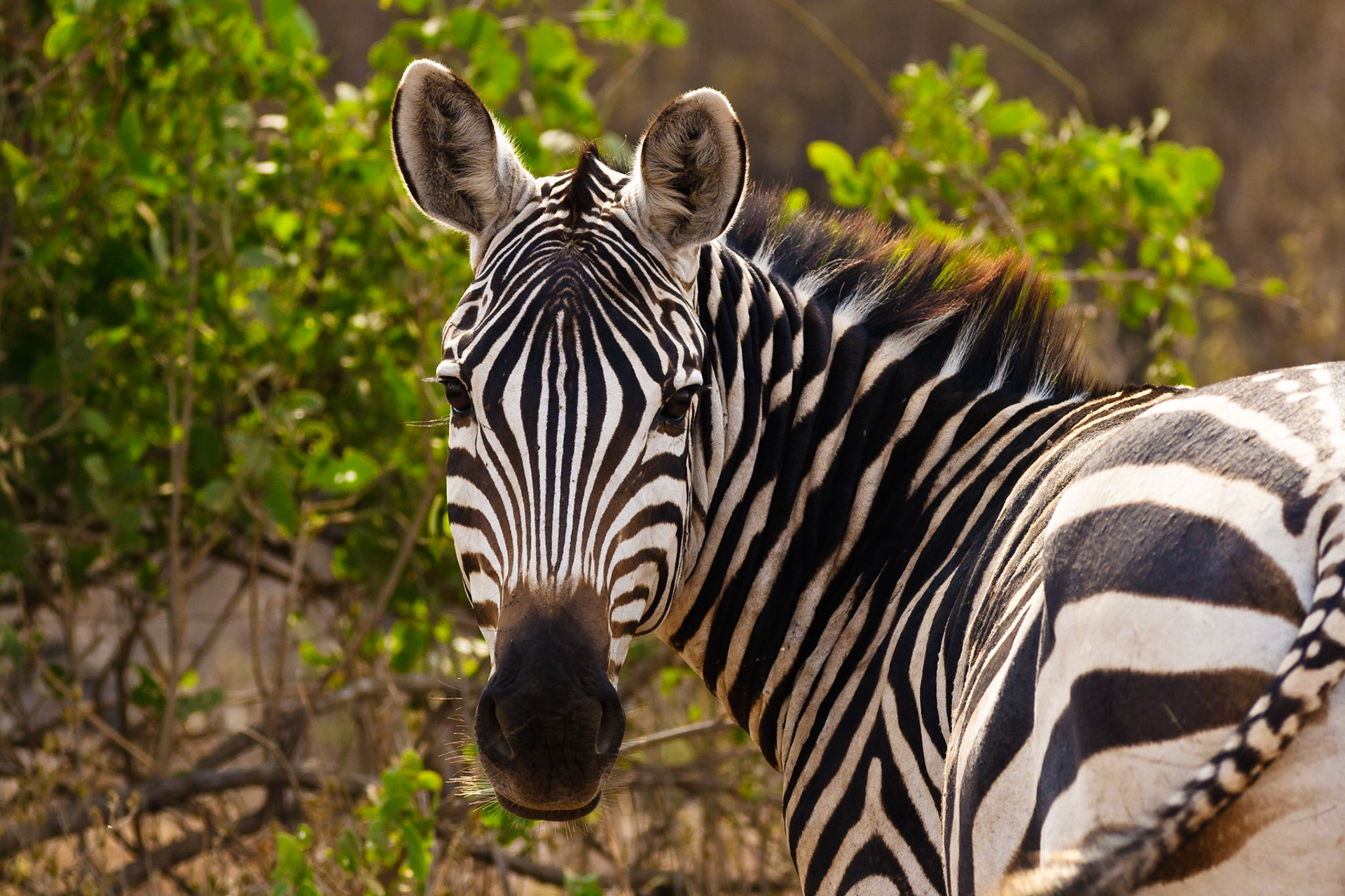 Common or Plains Zebra