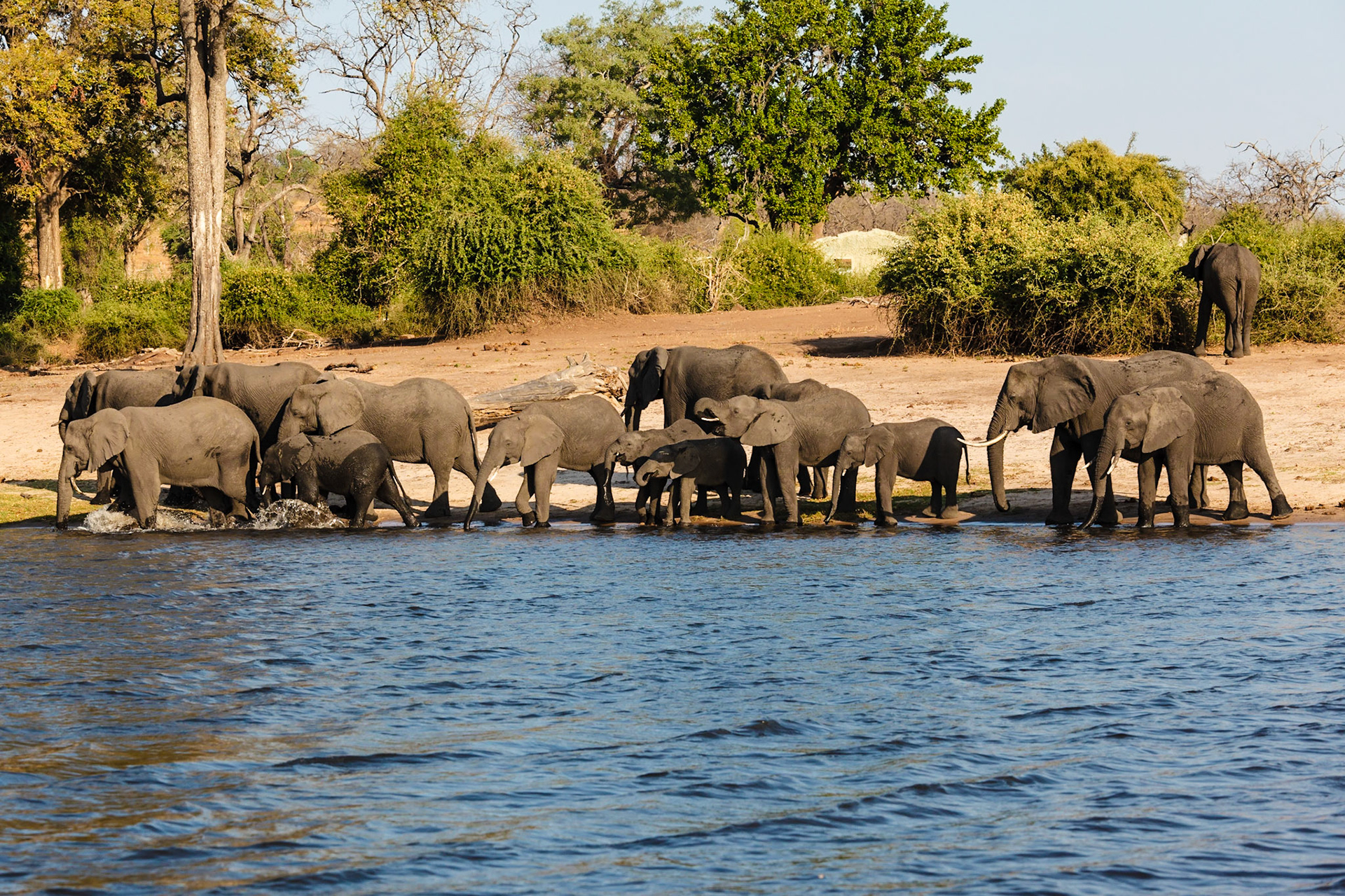 African Elephants drinking