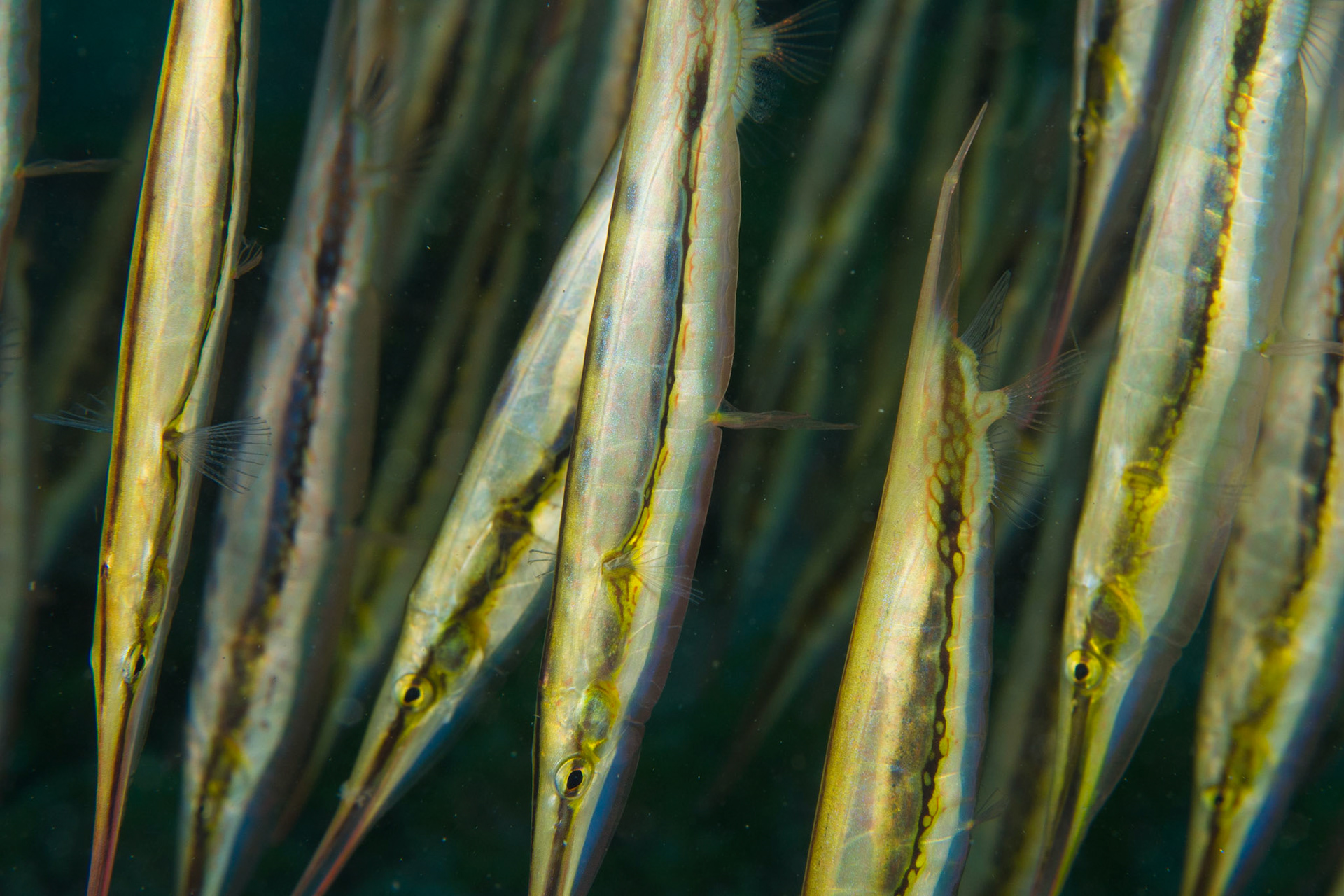 Rigid Shrimpfish
