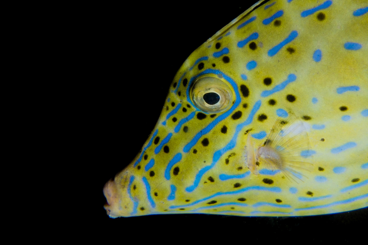 Scrawled Filefish