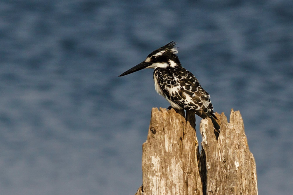 Pied Kingfisher