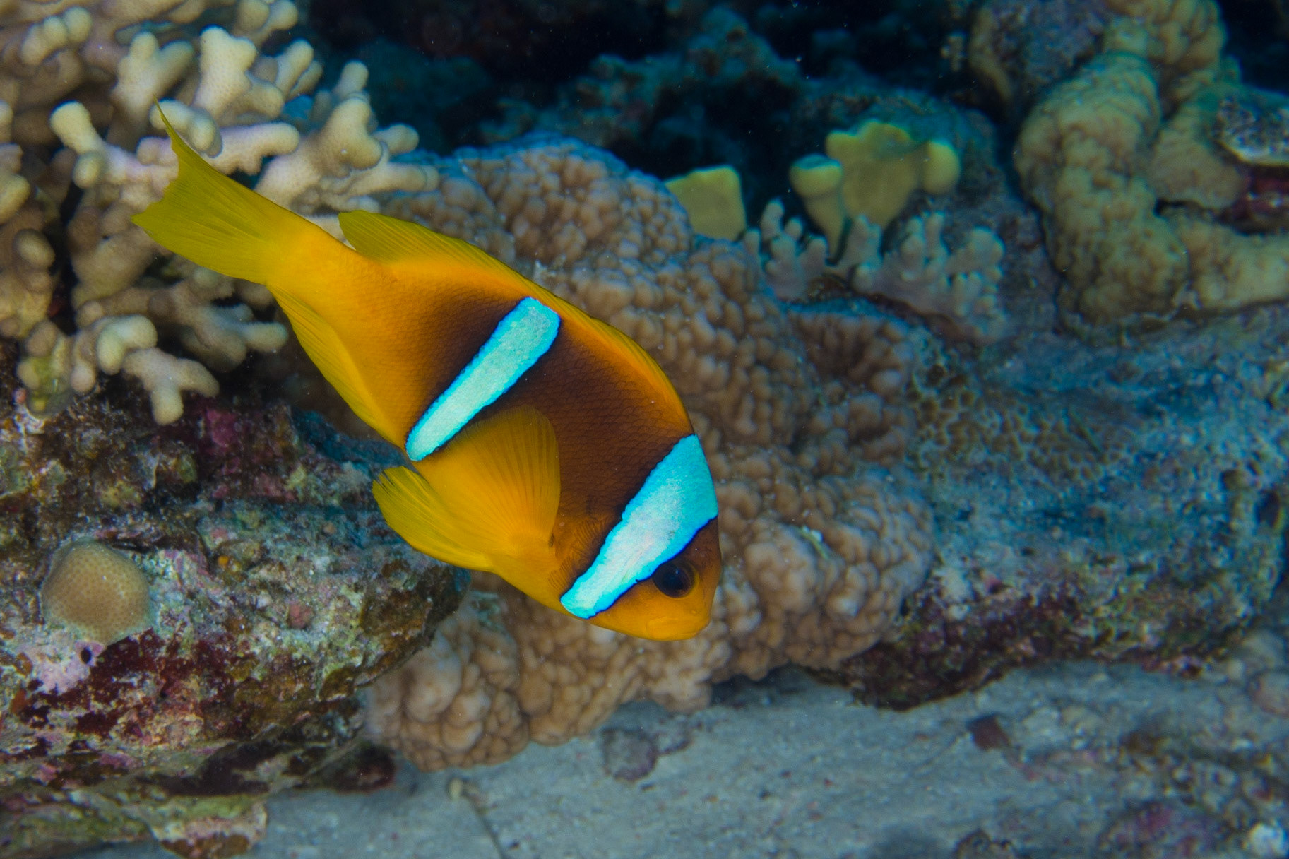 Red Sea Anemonefish