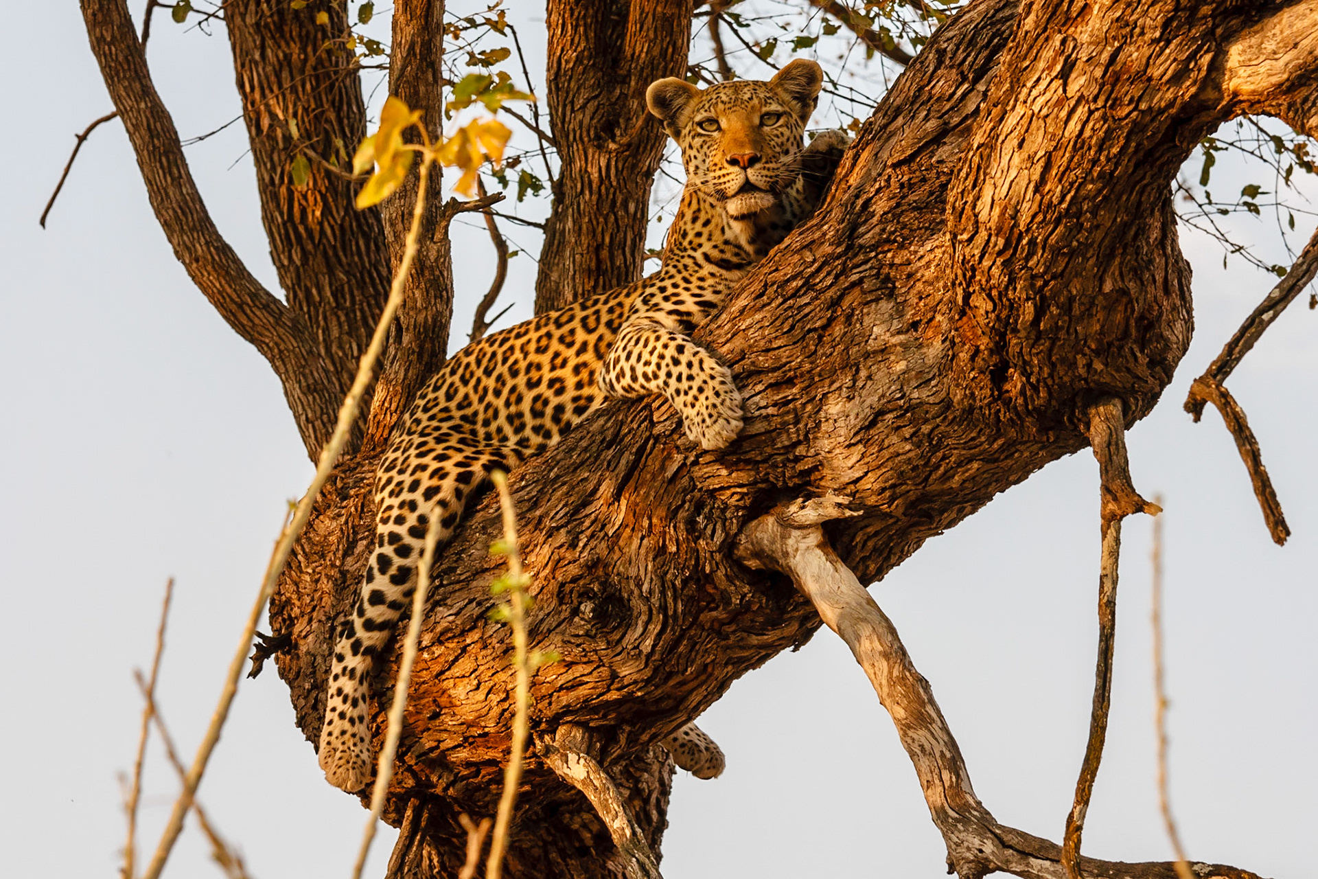 Leopard