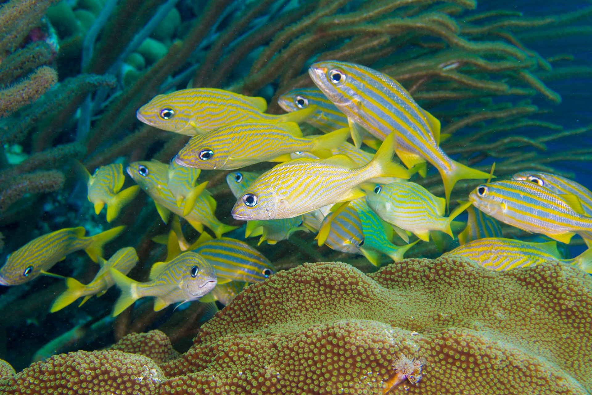 French Grunt and Smallmouth Grunt