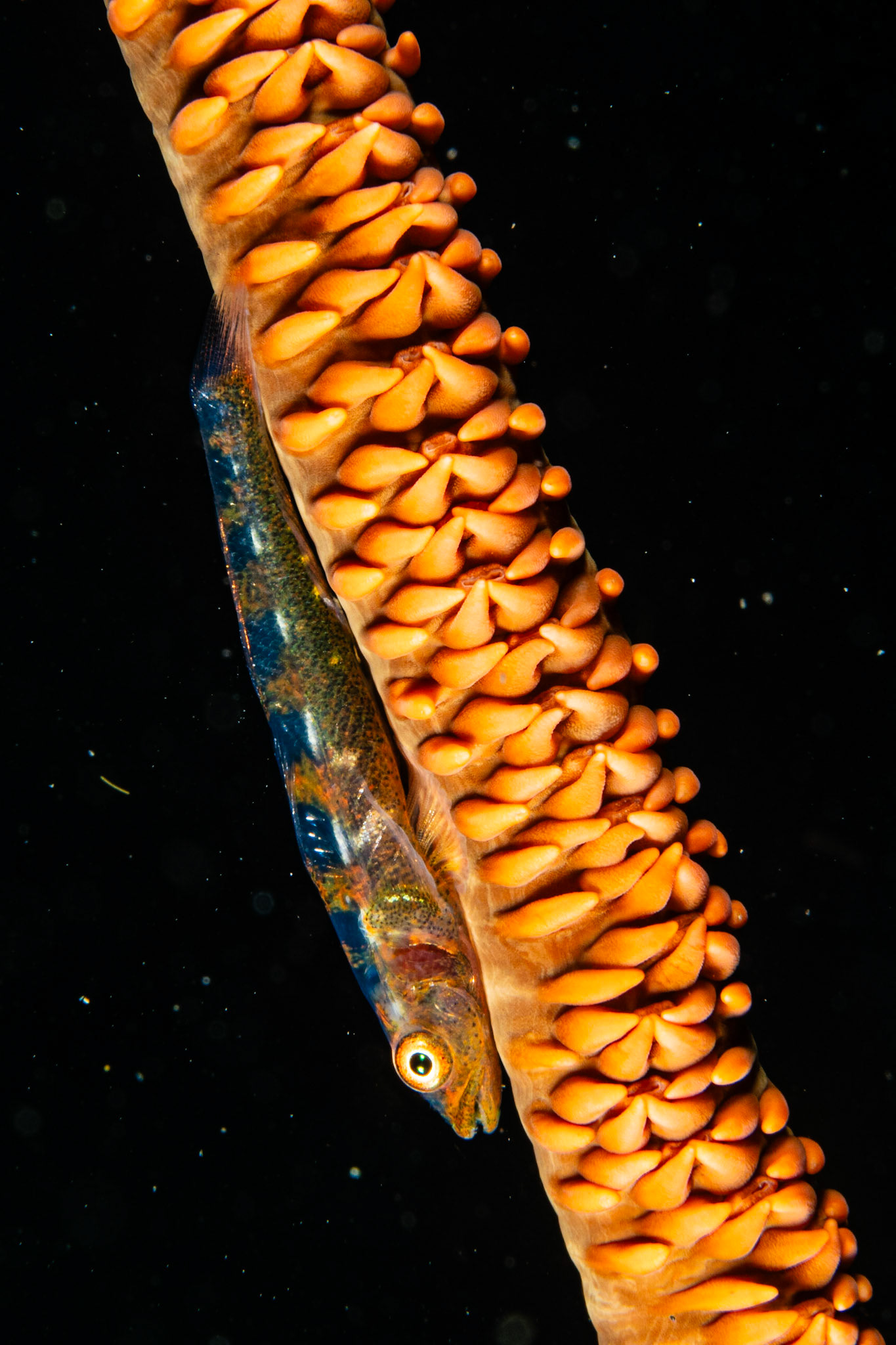 Wire Coral Goby