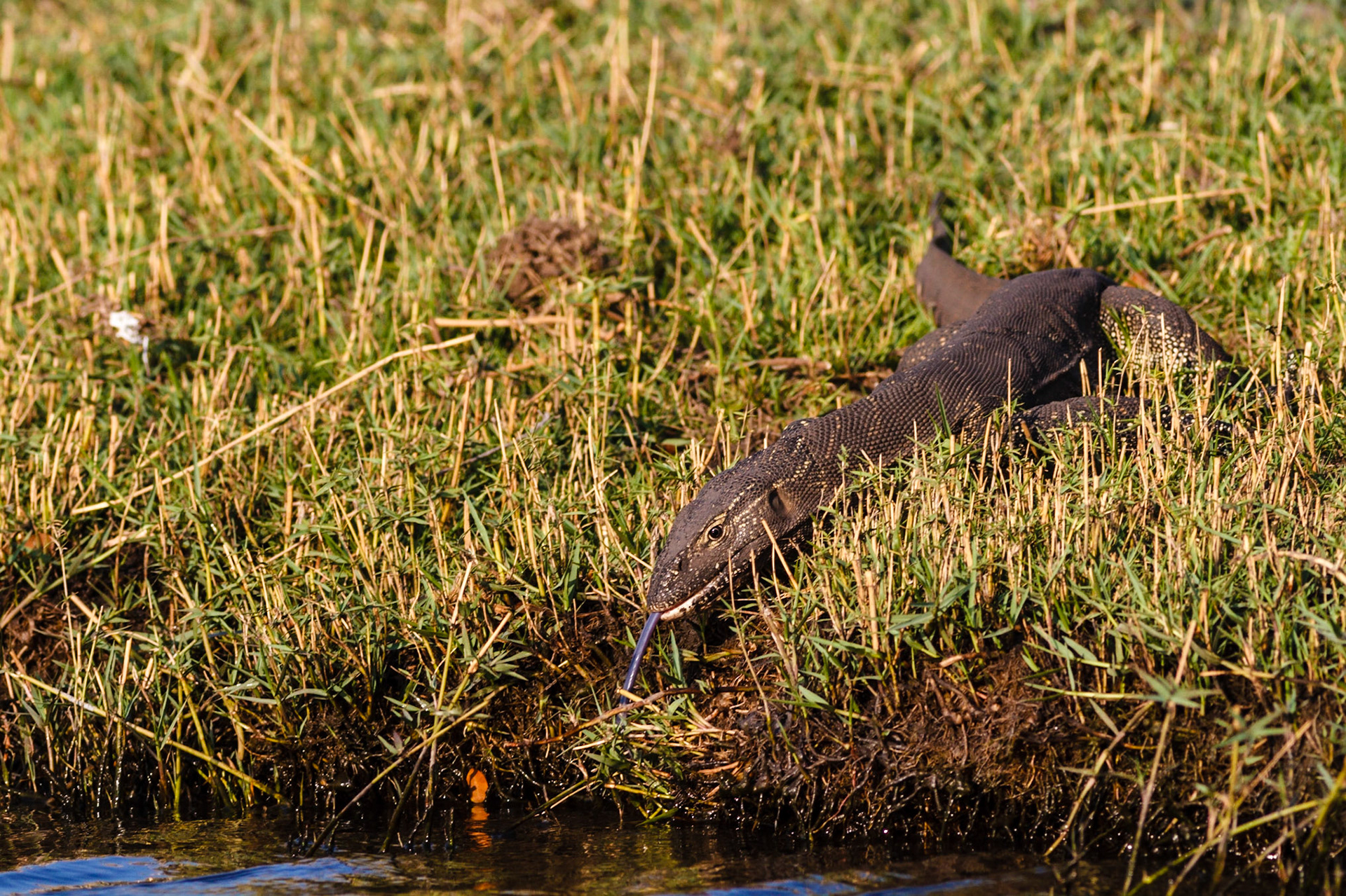 Nile Monitor
