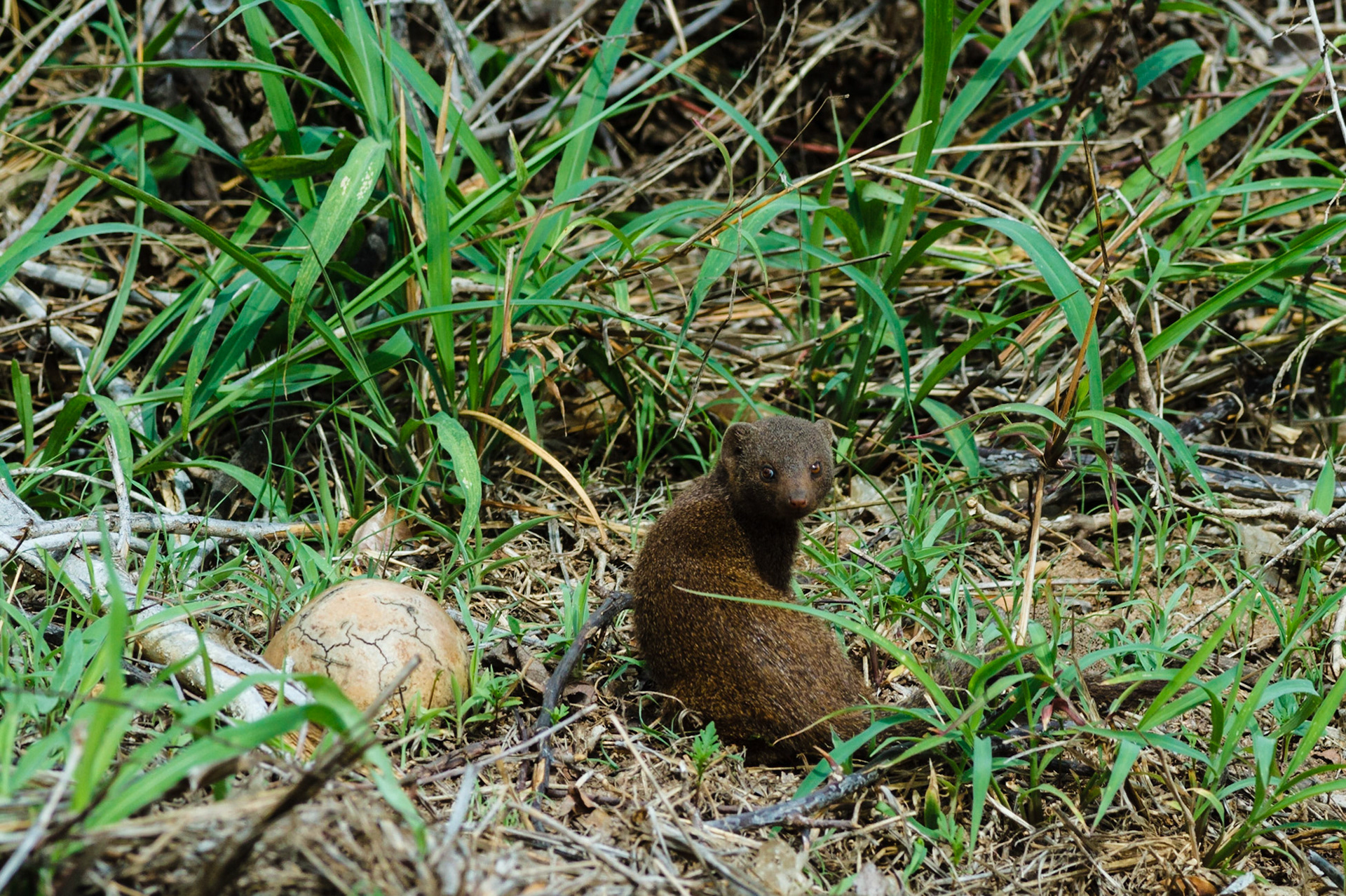Dwarf Mongoose