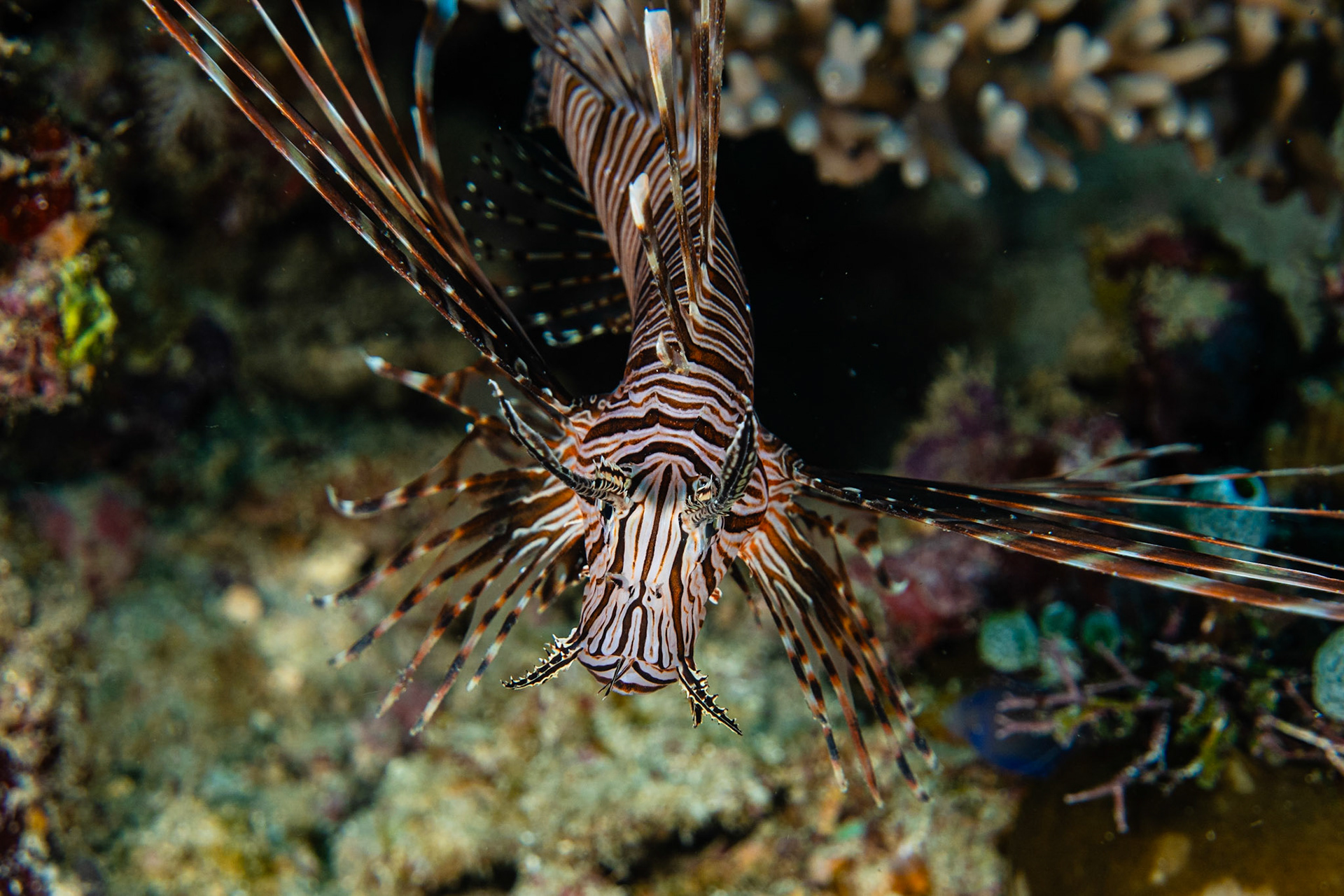 Red Lionfish