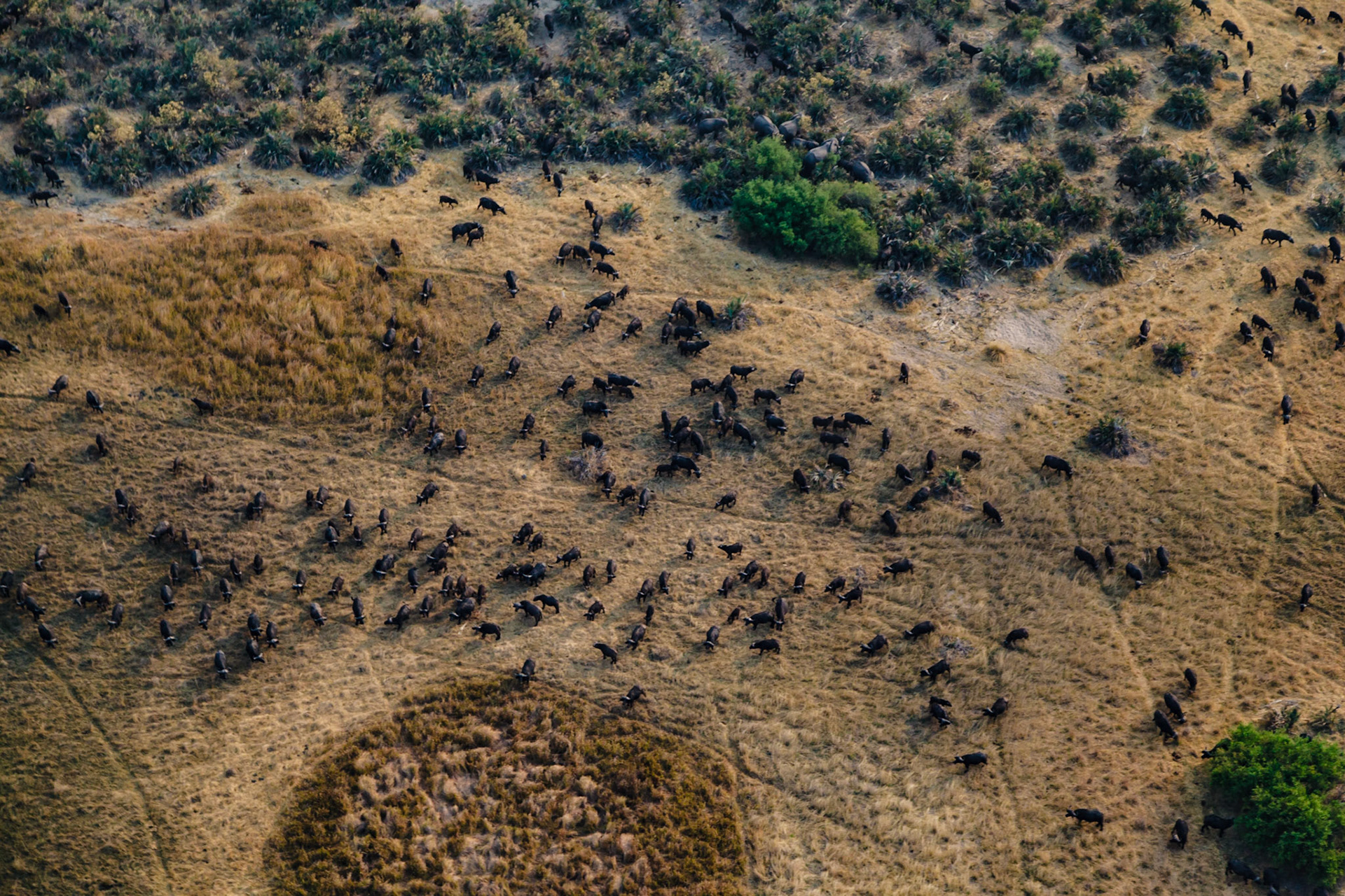 African Buffalo