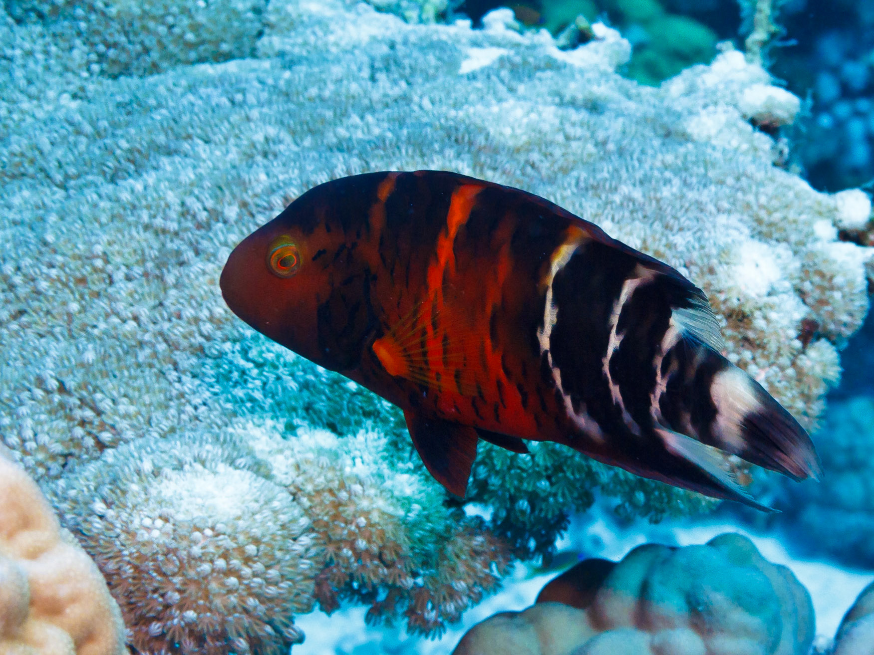 Redbreasted Wrasse