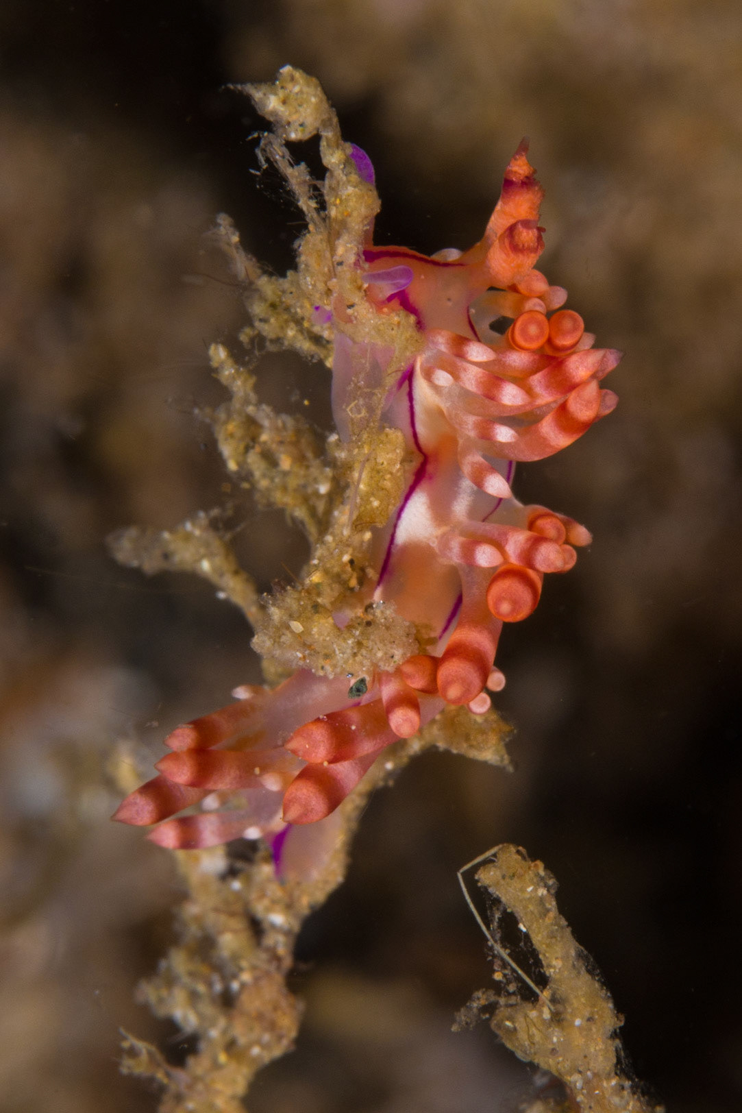 Flabellina rubrolineata
