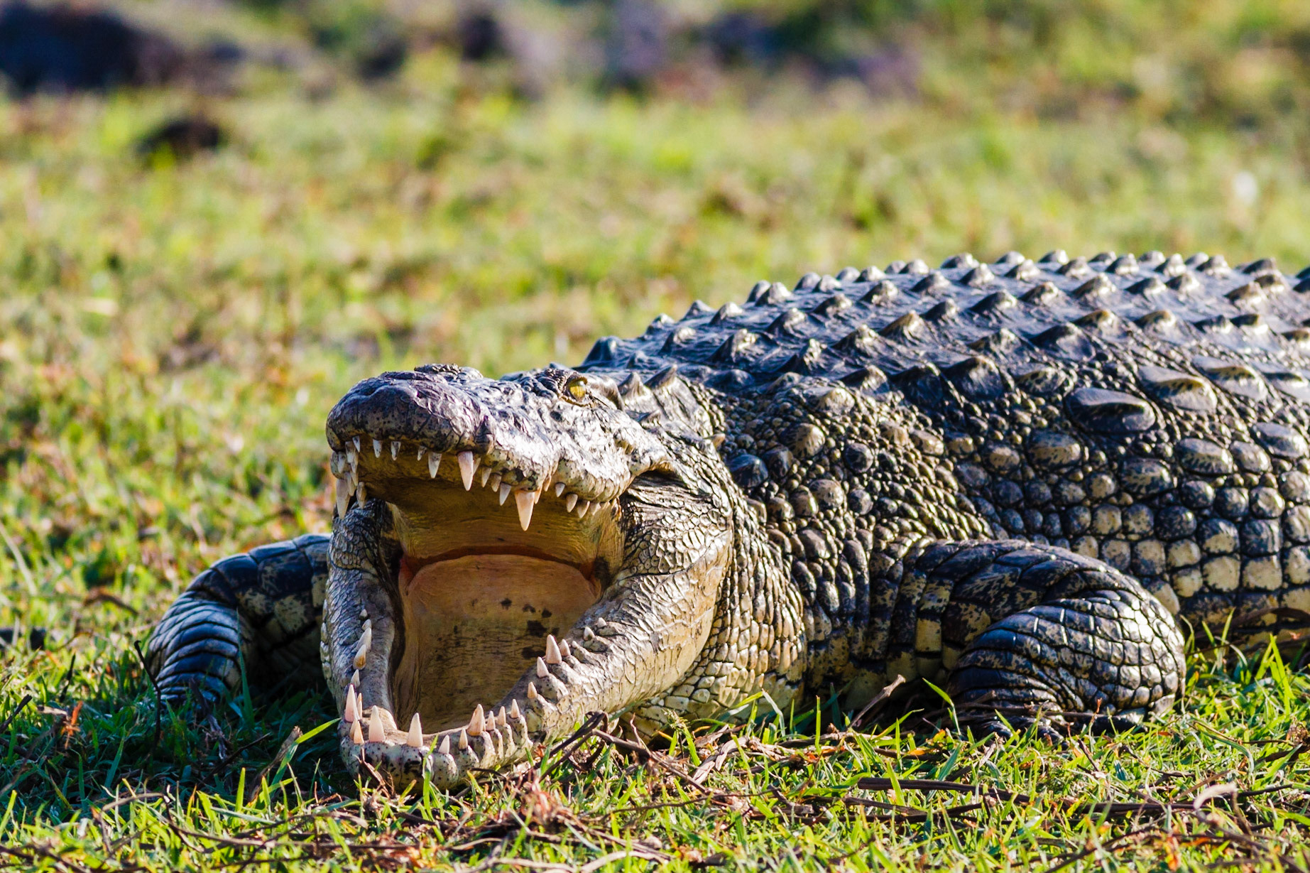 Nile Crocodile