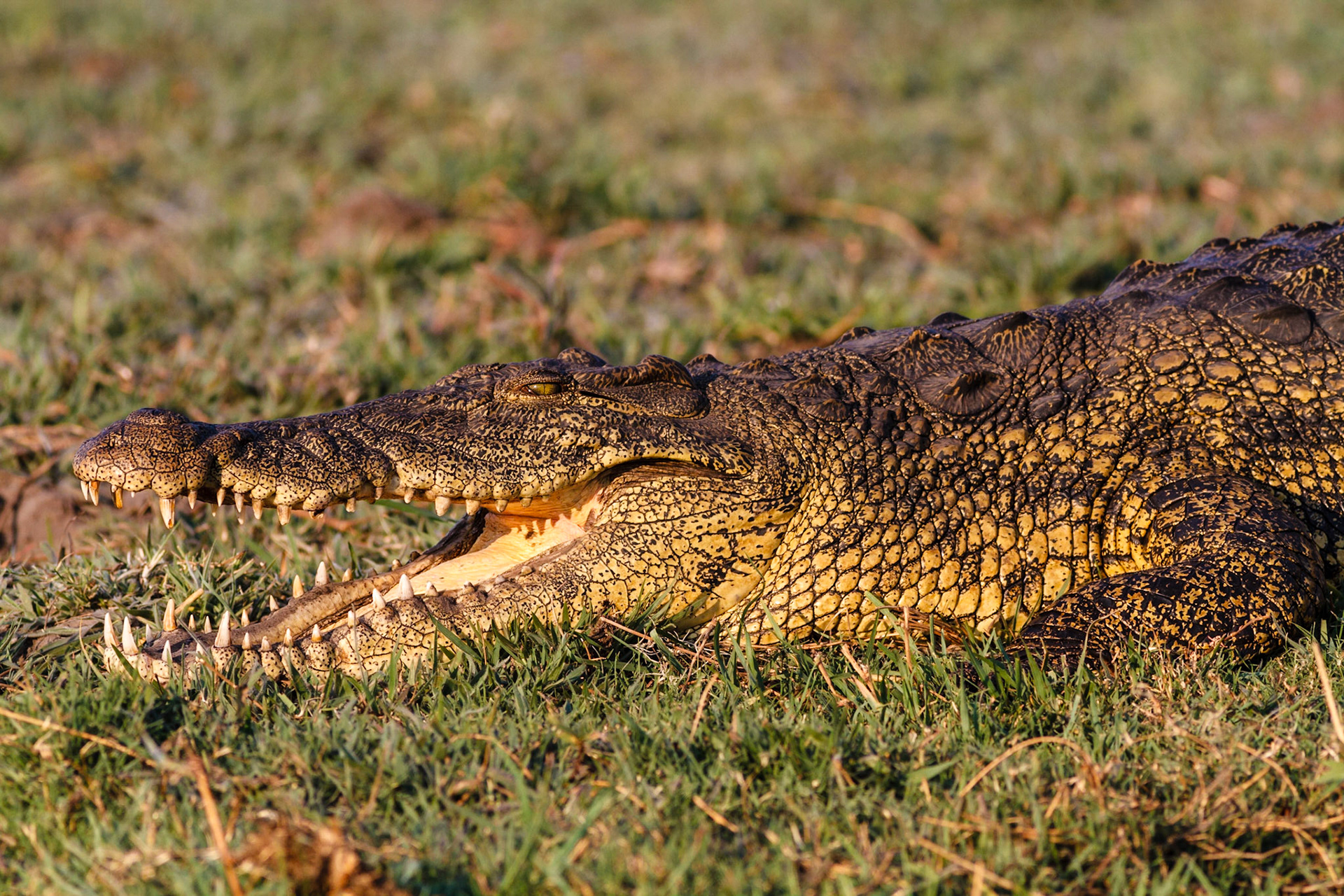 Nile Crocodile