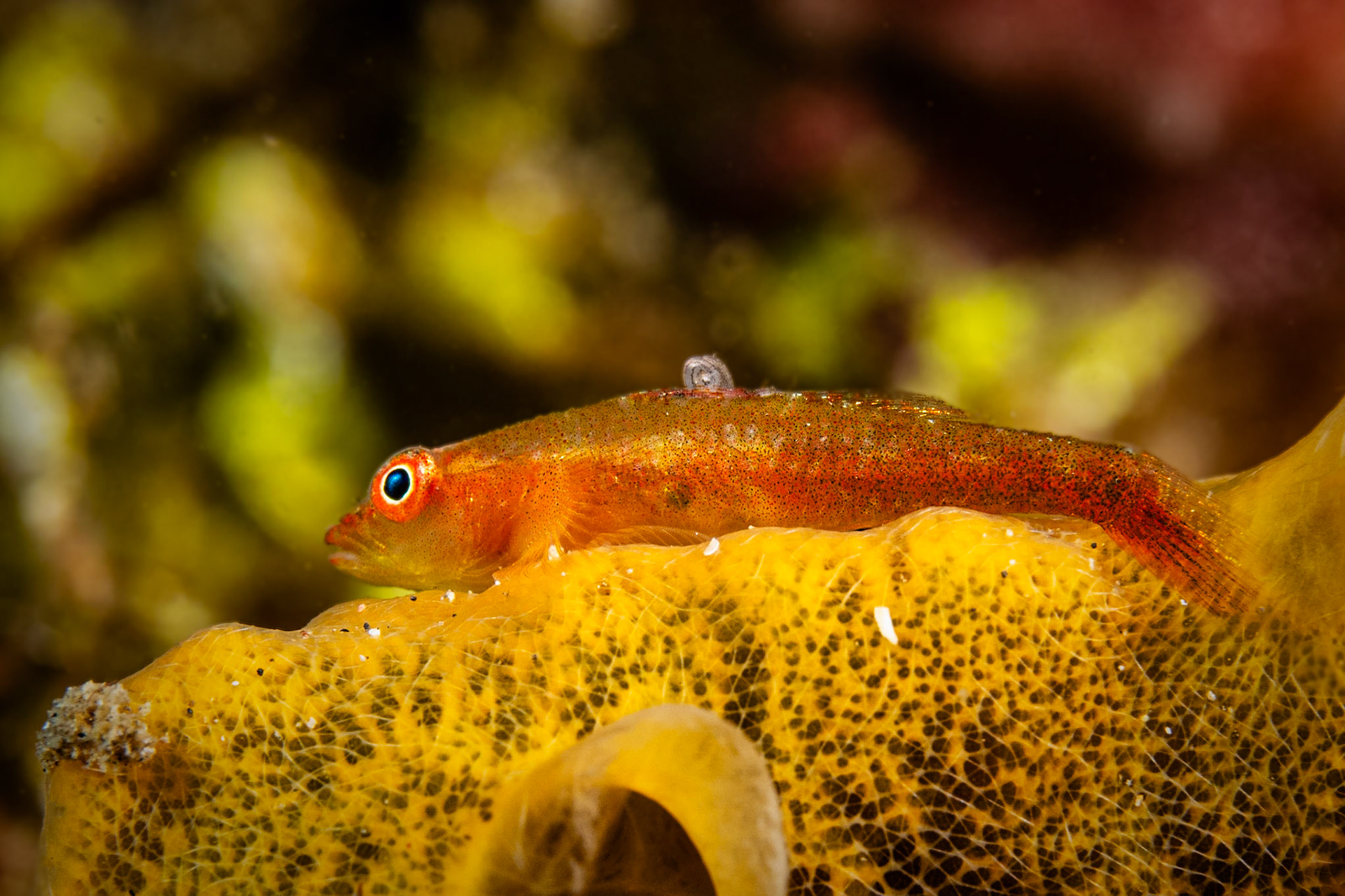 Common Ghostgoby