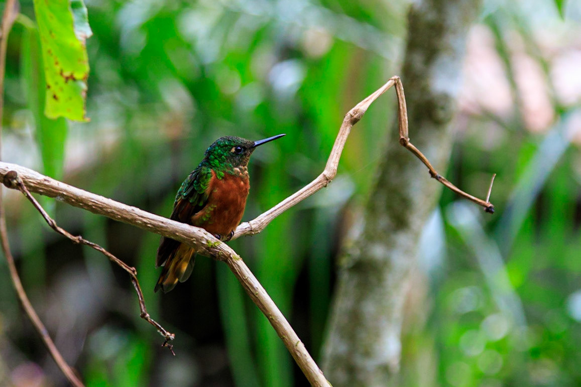 Chestnut-breasted Coronet