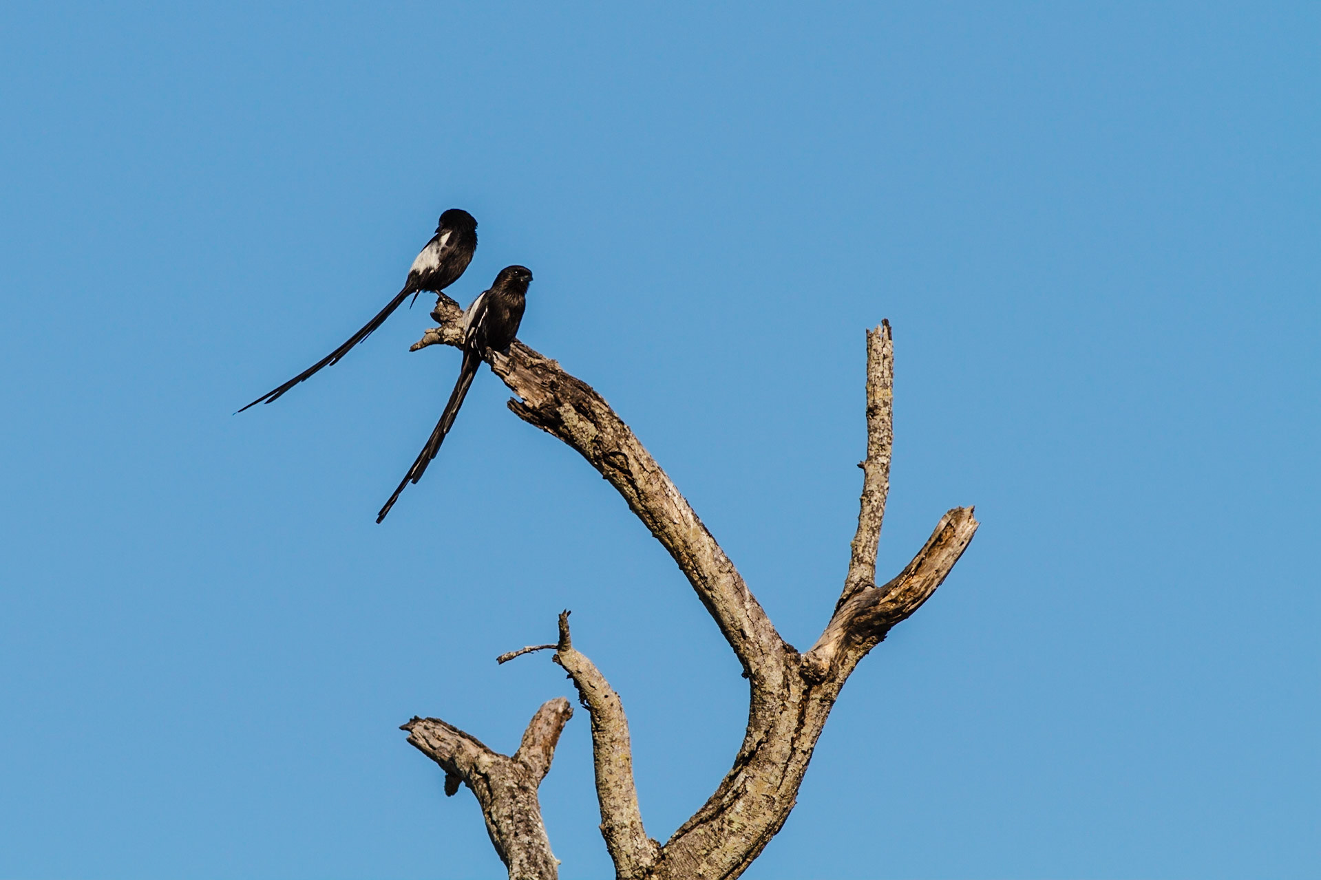 Magpie Shrike
