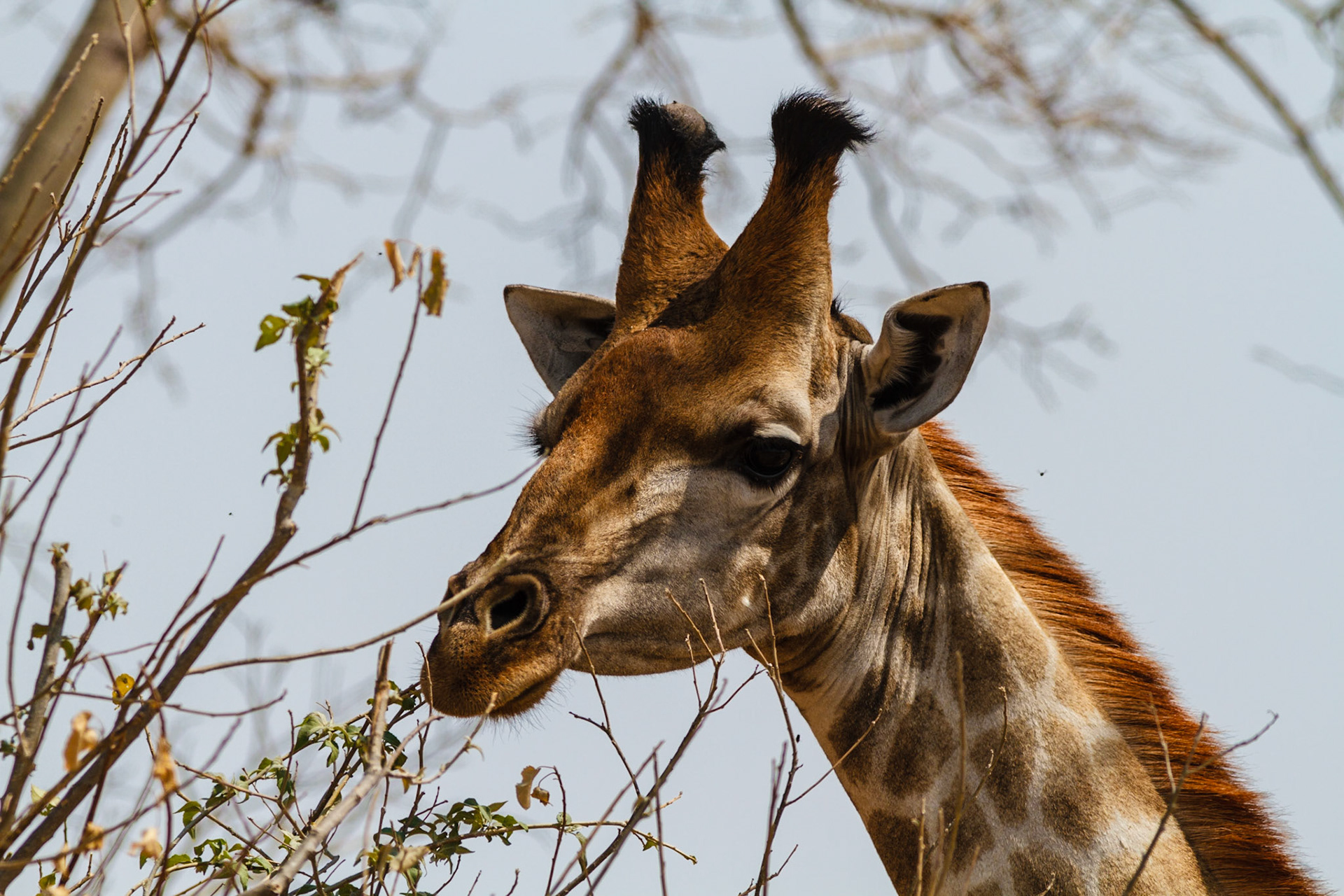 Giraffe