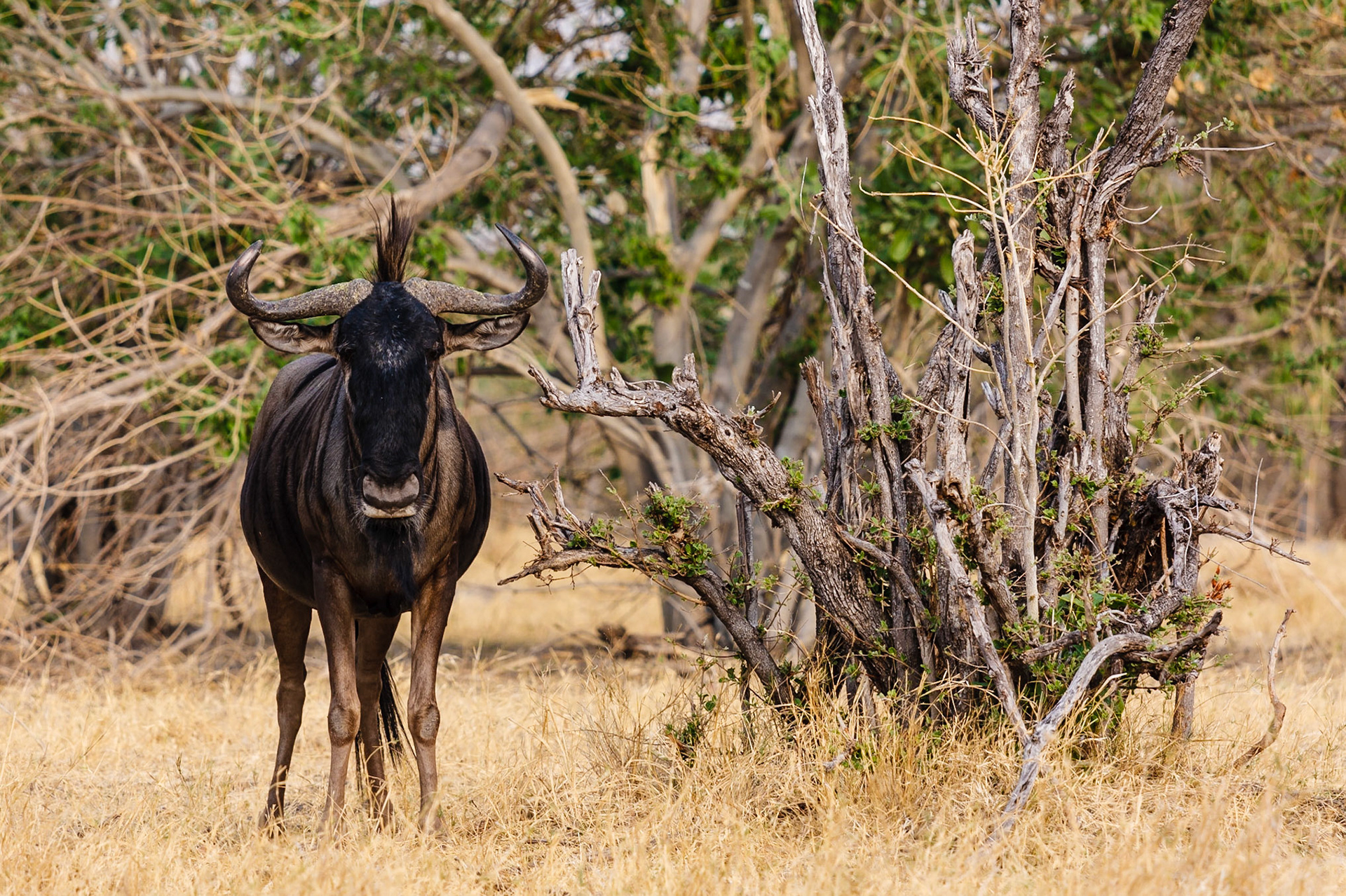 Brindled Gnu
