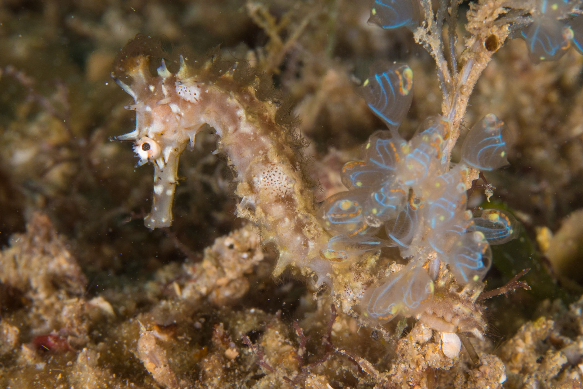 Thorny Seahorse