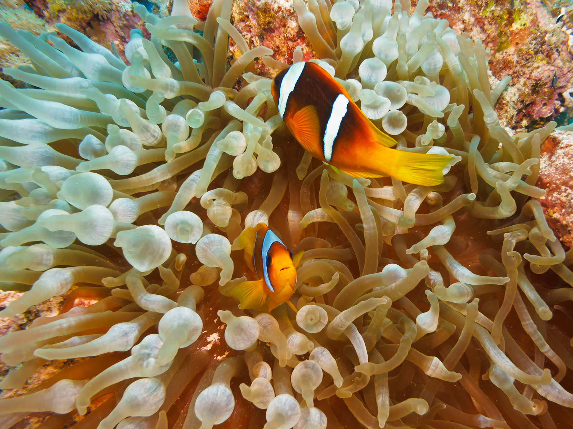 Red Sea Anemonefish