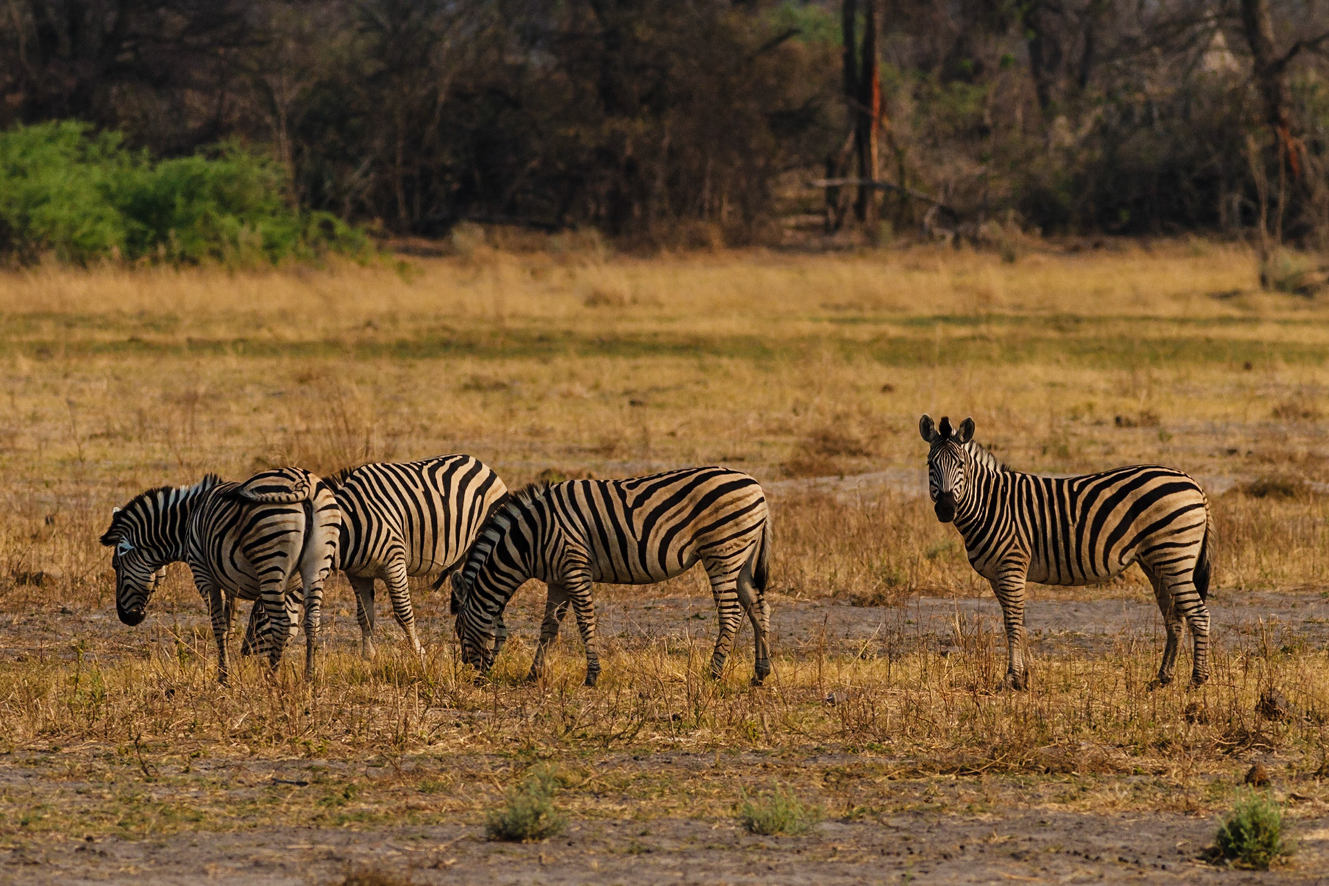 Common Zebra