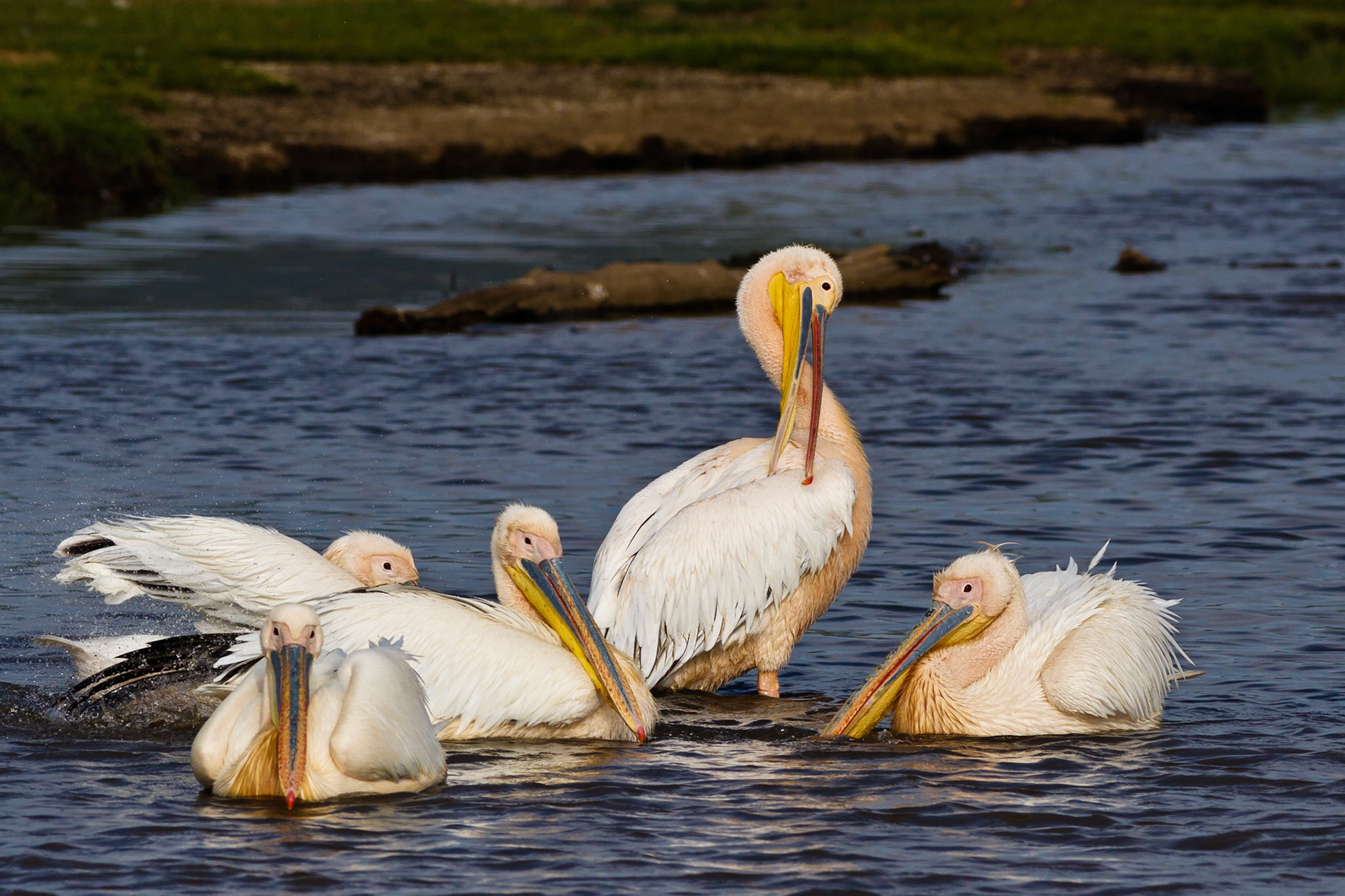 Great White Pelicans