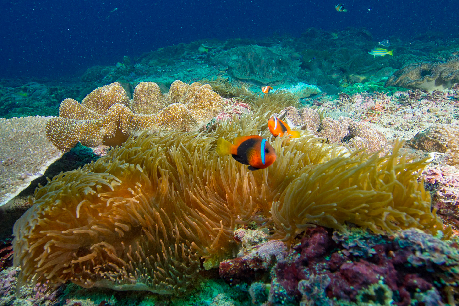 Red and Black Anemonefish and Anemones
