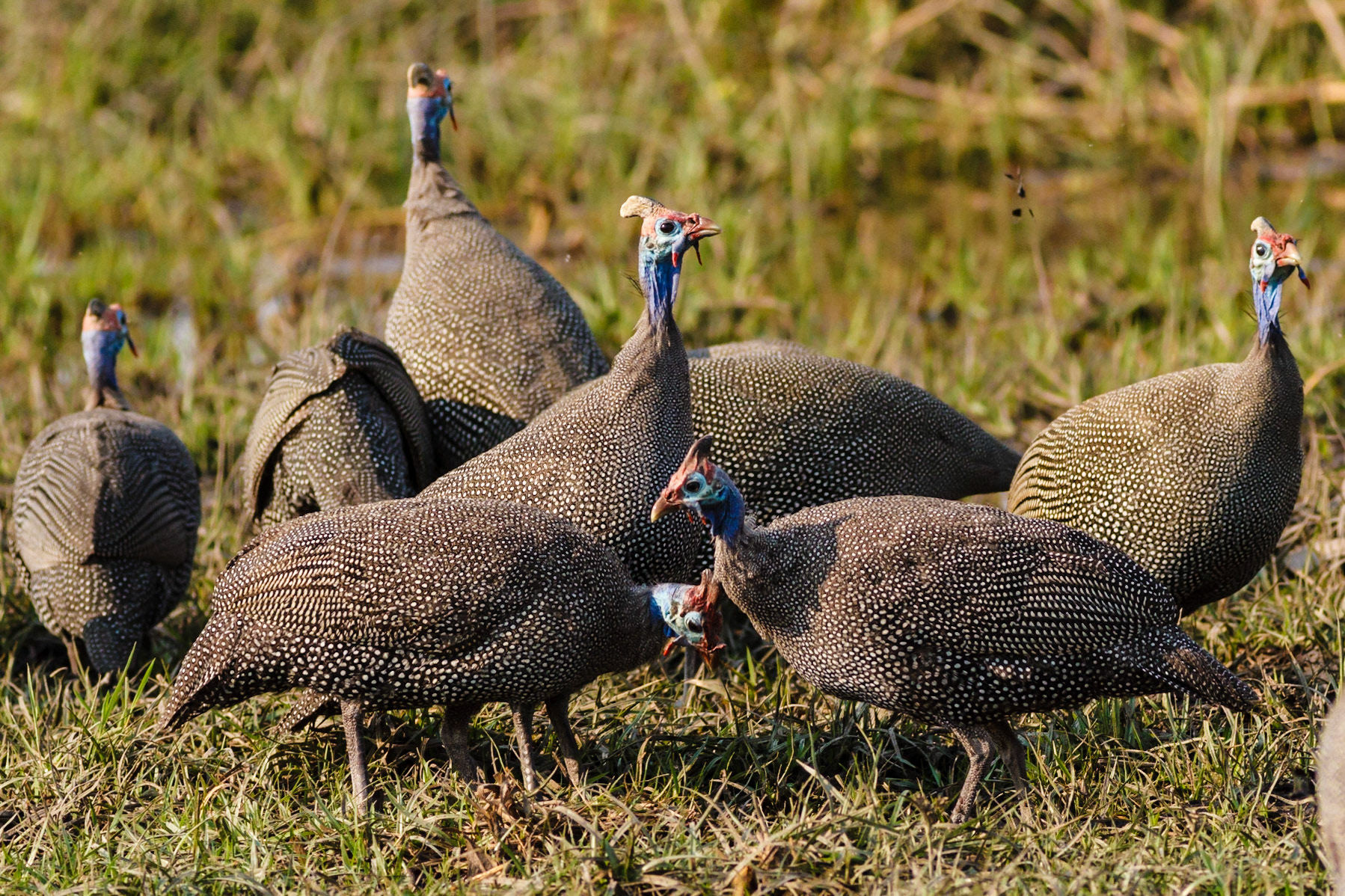 Helmeted Guineafowl